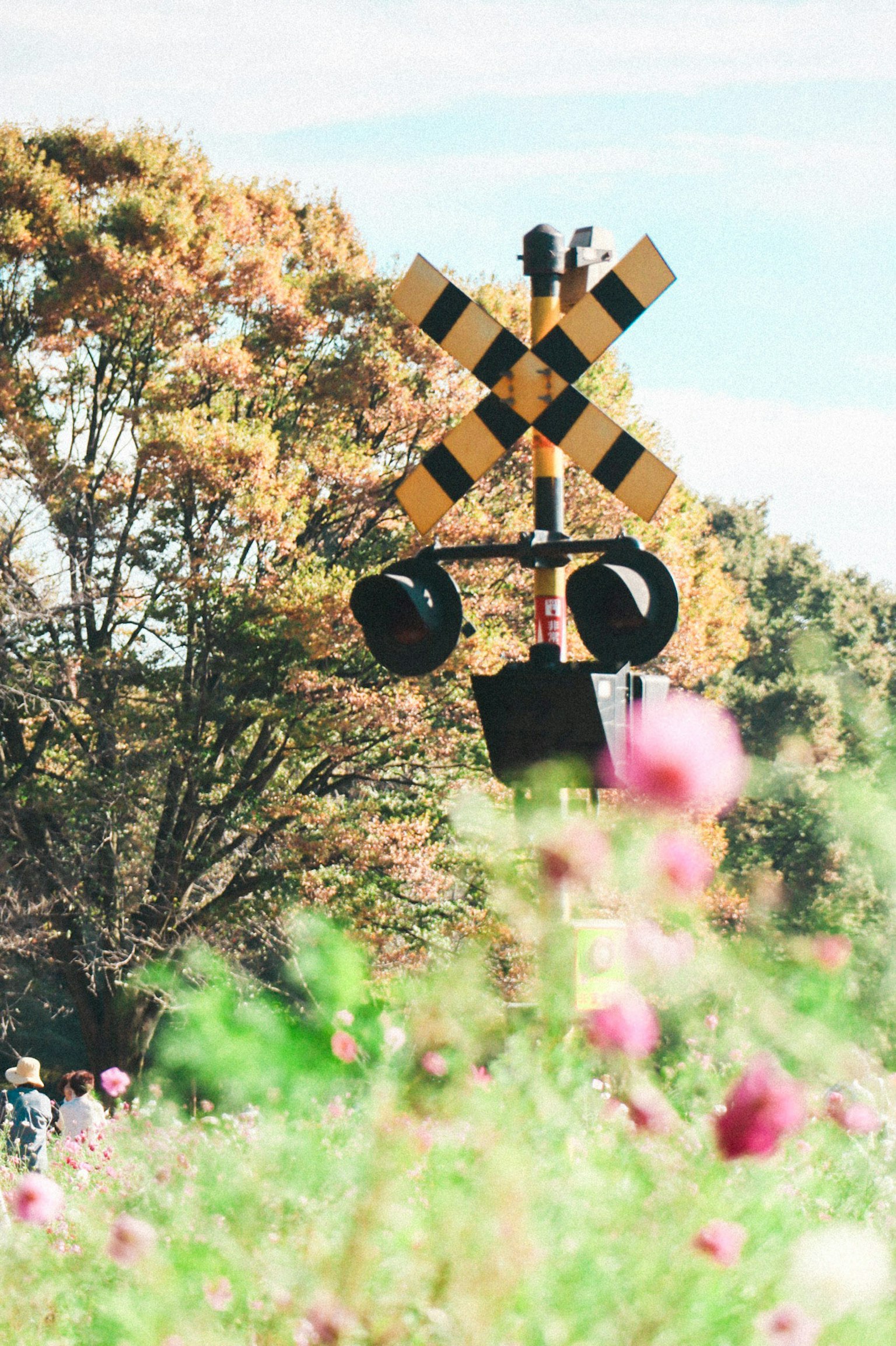 Railroad crossing signal with autumn trees and flowers