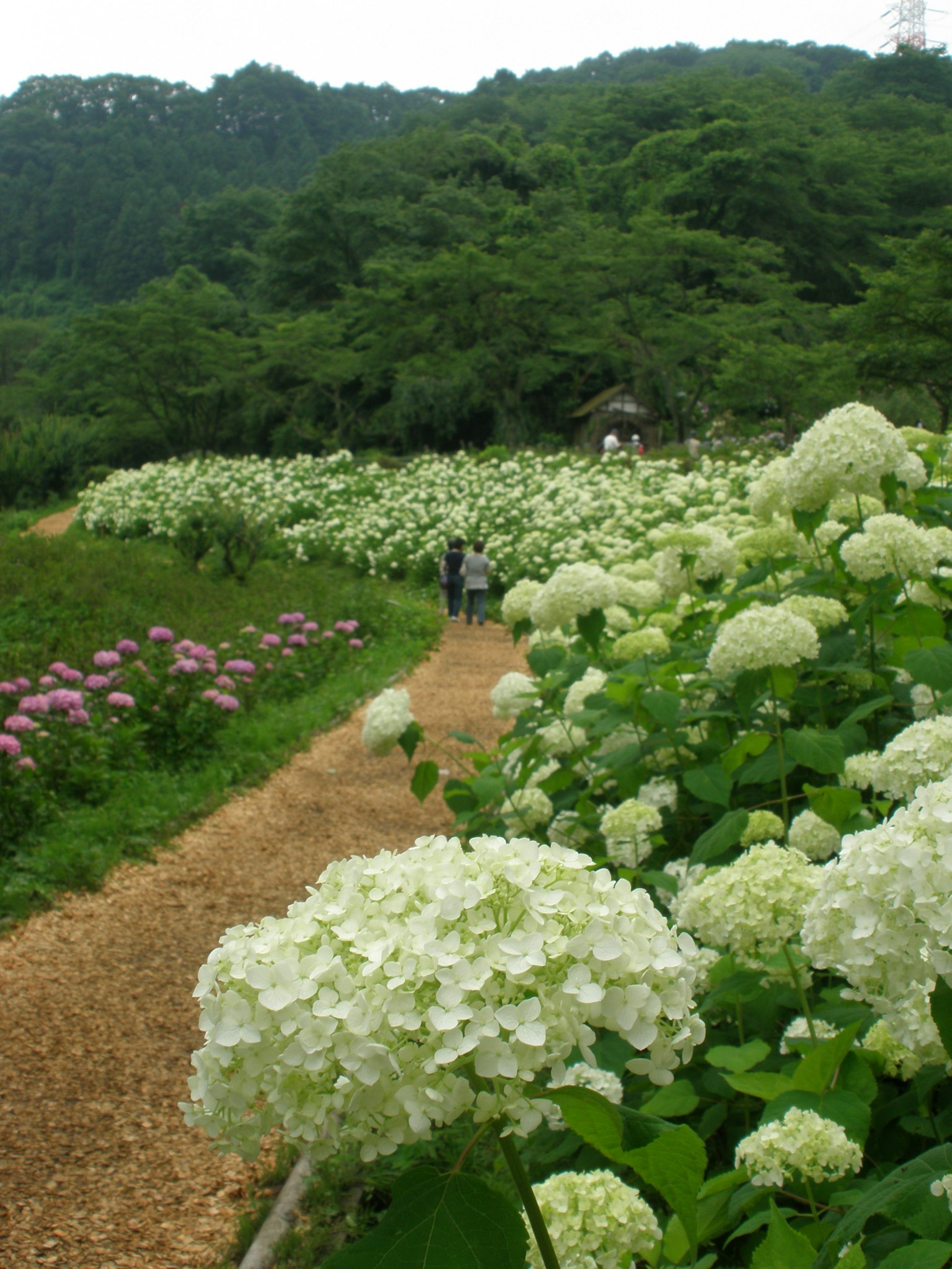 Jalan yang dikelilingi oleh hydrangea putih dan vegetasi subur