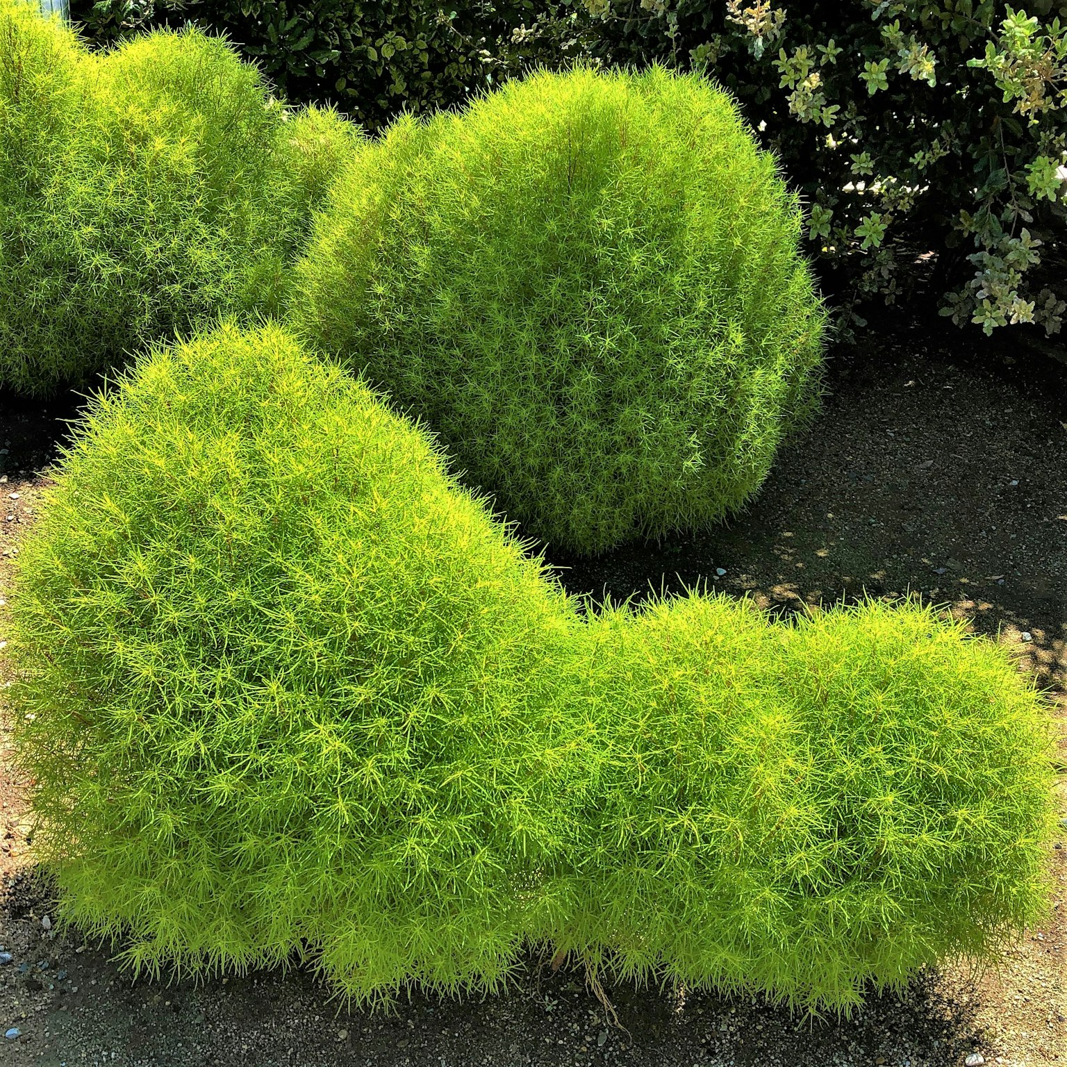 Buissons verts duveteux en formes uniques disposés dans un jardin