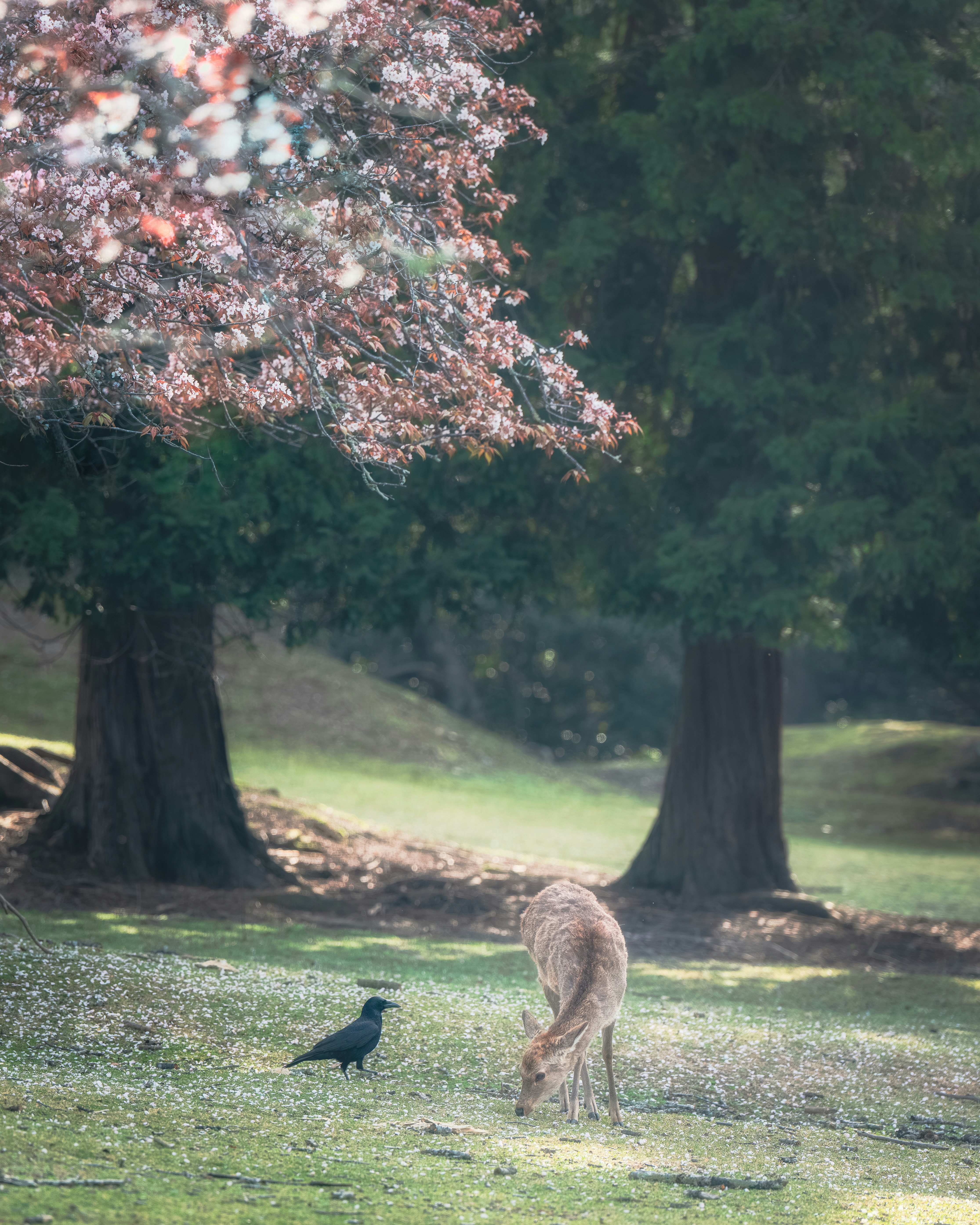 Escena del Parque de Nara con ciervos y cuervos en un césped
