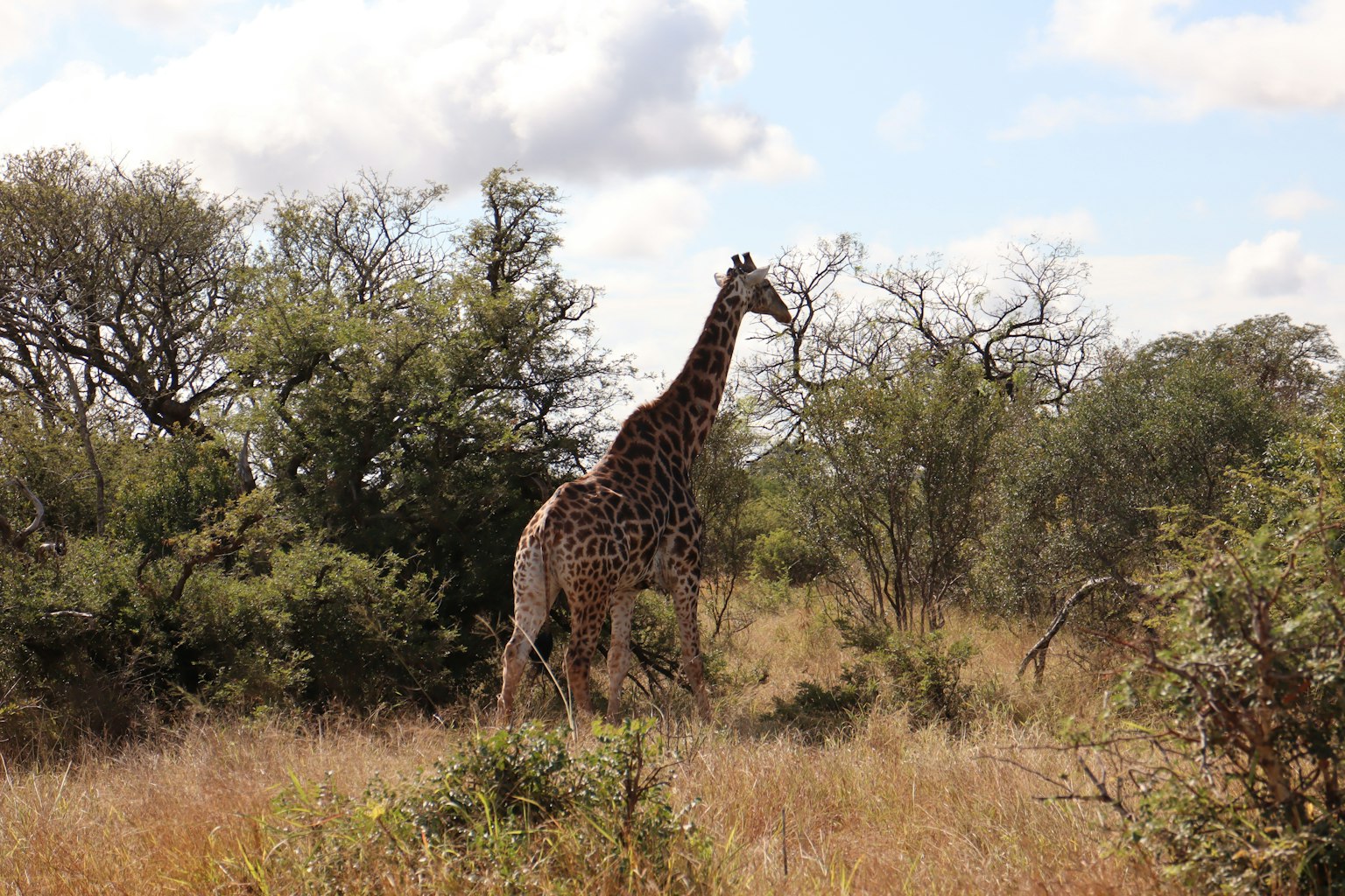 Giraffe, die in der Savanne mit umliegendem Grün läuft