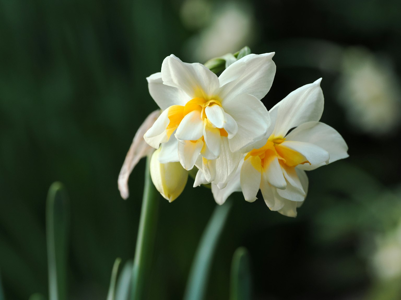 Hoa thủy tiên trắng với trung tâm màu vàng