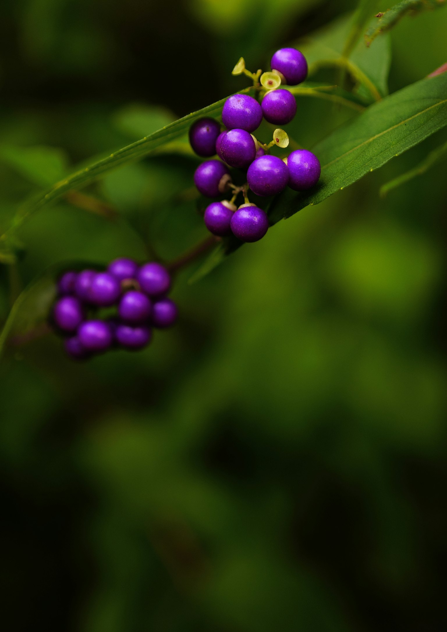 Kedekatan buah ungu cerah pada tanaman dengan latar belakang hijau kabur