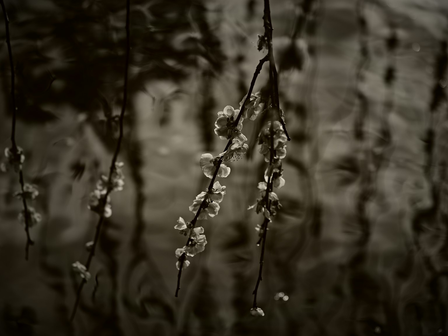 Ramas con flores blancas reflejadas en la superficie del agua