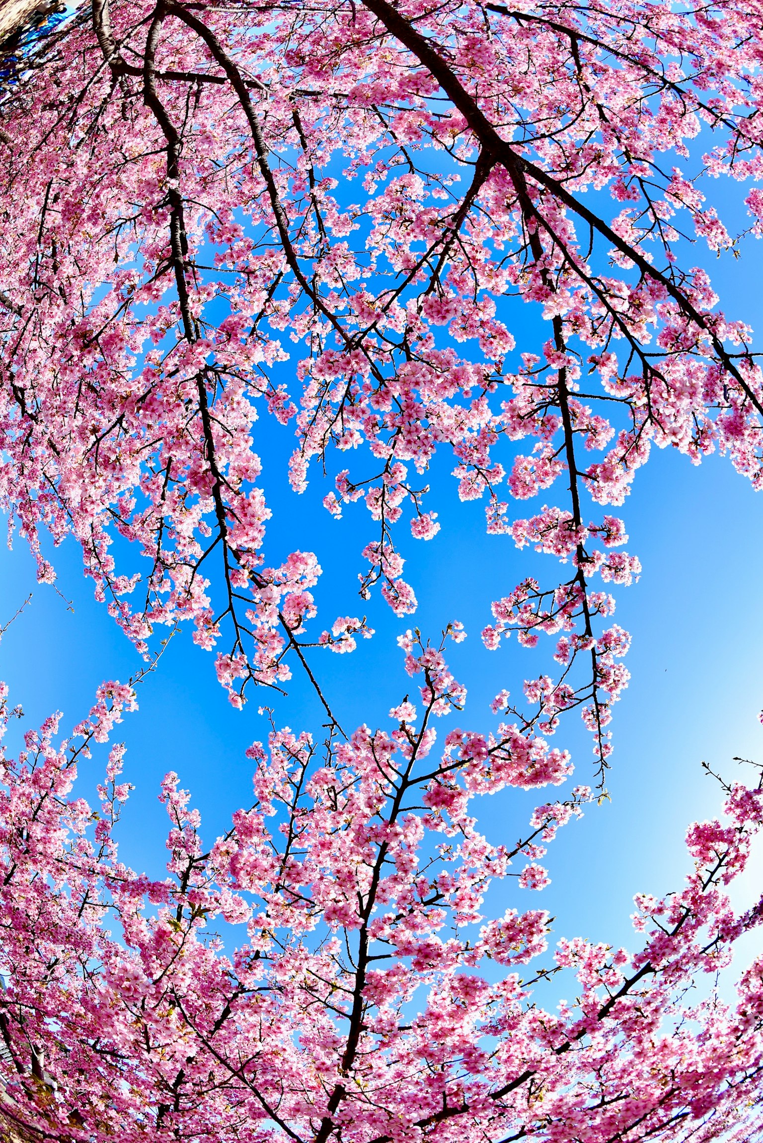 Vue magnifique des cerisiers en fleurs et des branches sous un ciel bleu
