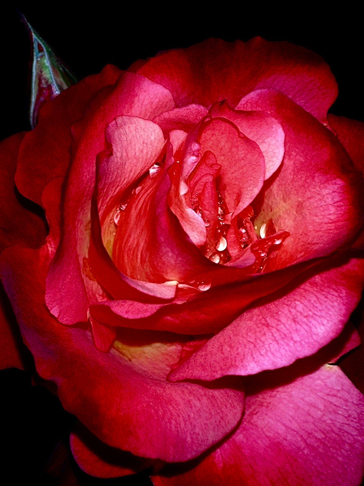 鮮やかな赤いバラの花びらが重なり合い中心に向かって開いている