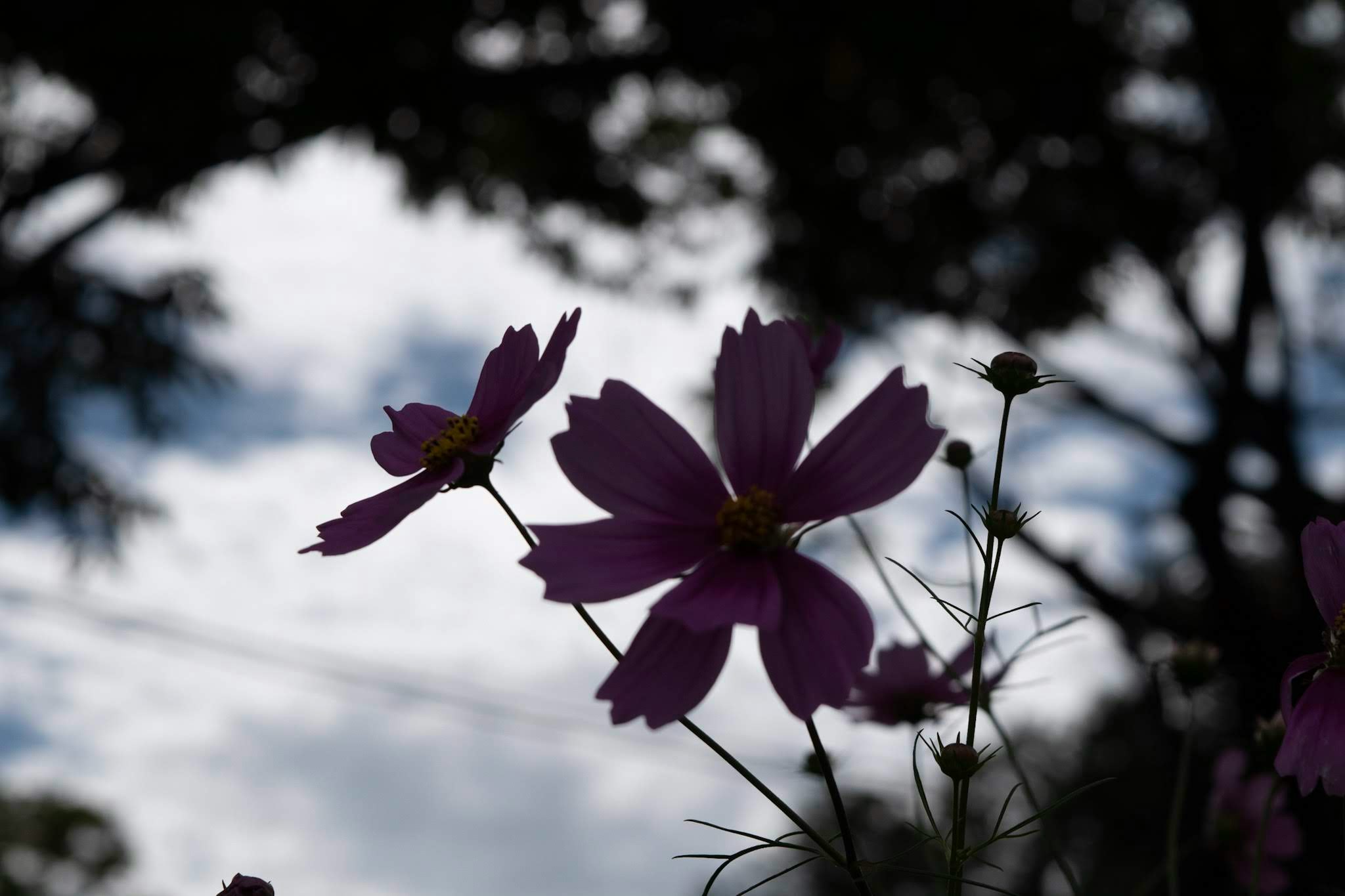 逆光の中で揺れる紫のコスモスの花