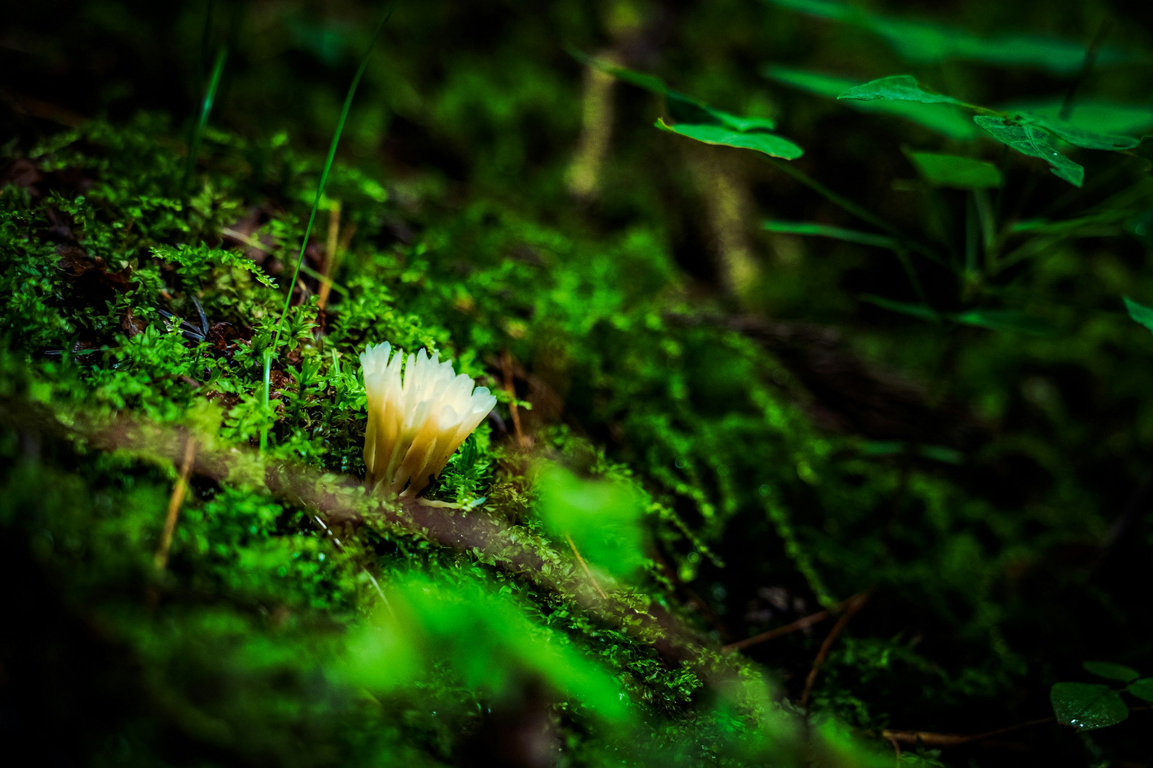 苔むした森の地面に生えるキノコ