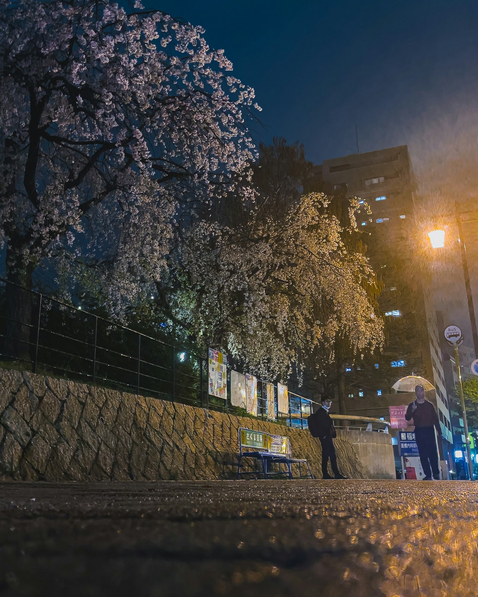 Cherry blossom trees in a city at night with people holding umbrellas