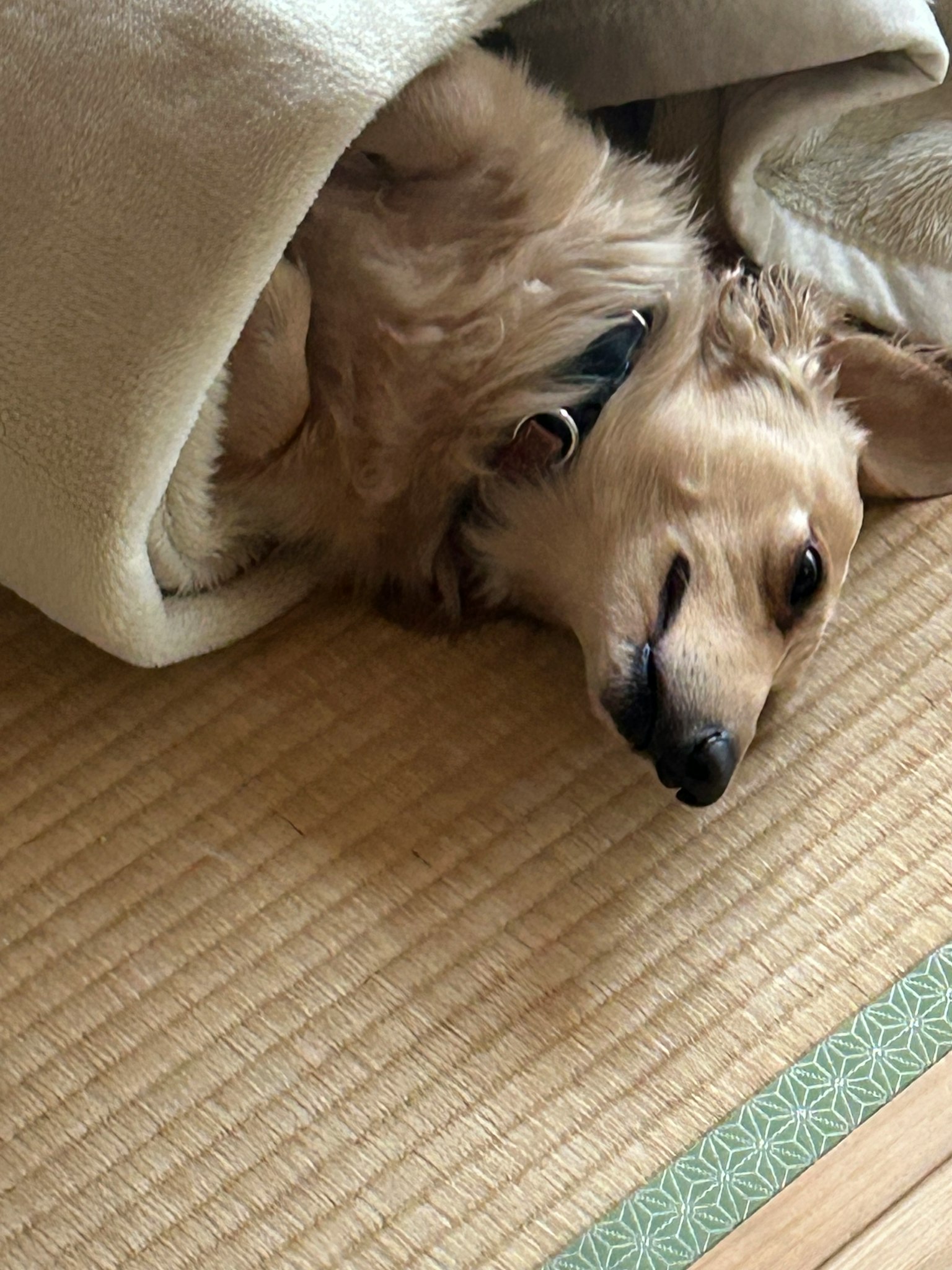 A dog curled up and sleeping in a blanket