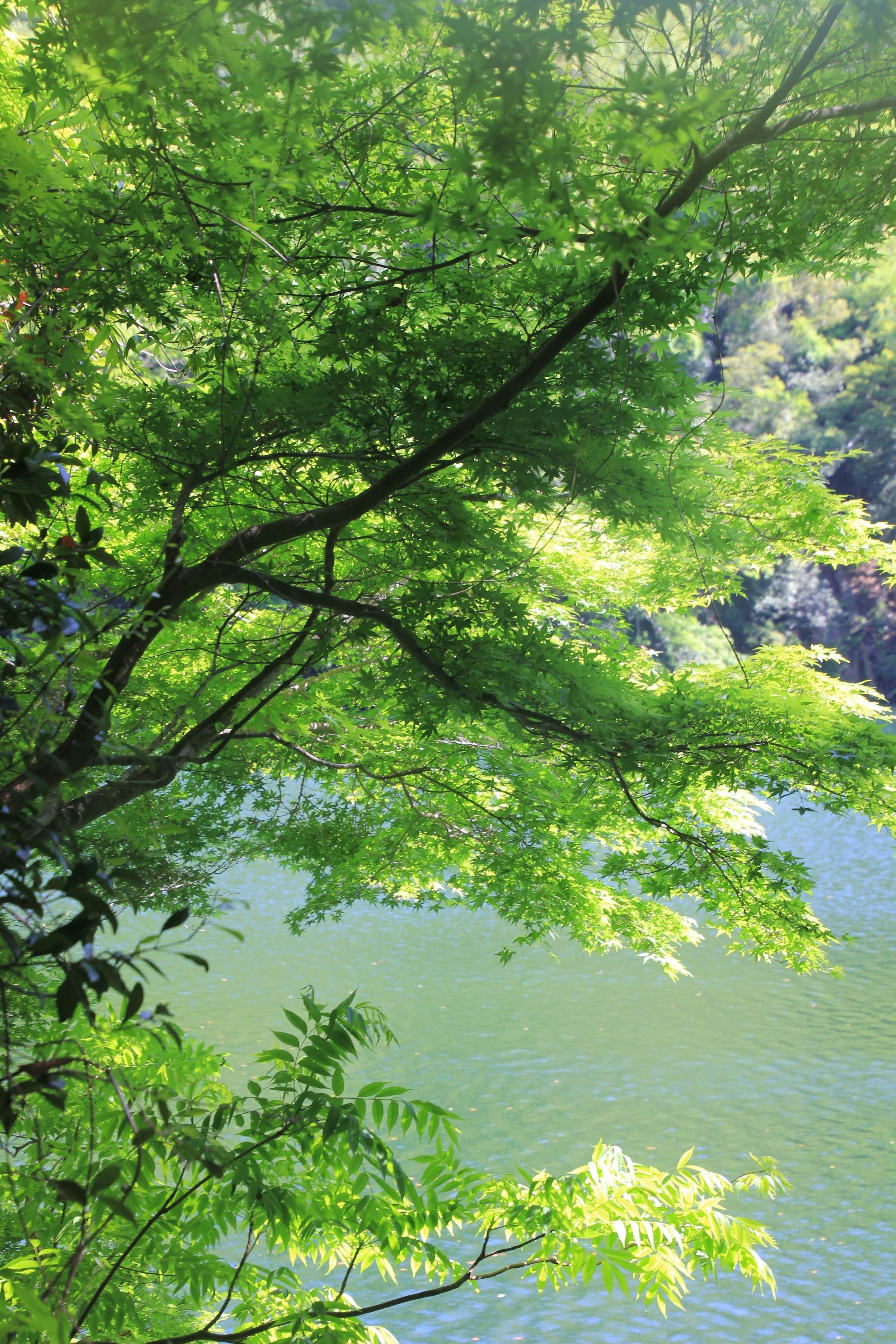 新緑の木々越しに広がる湖畔の水面