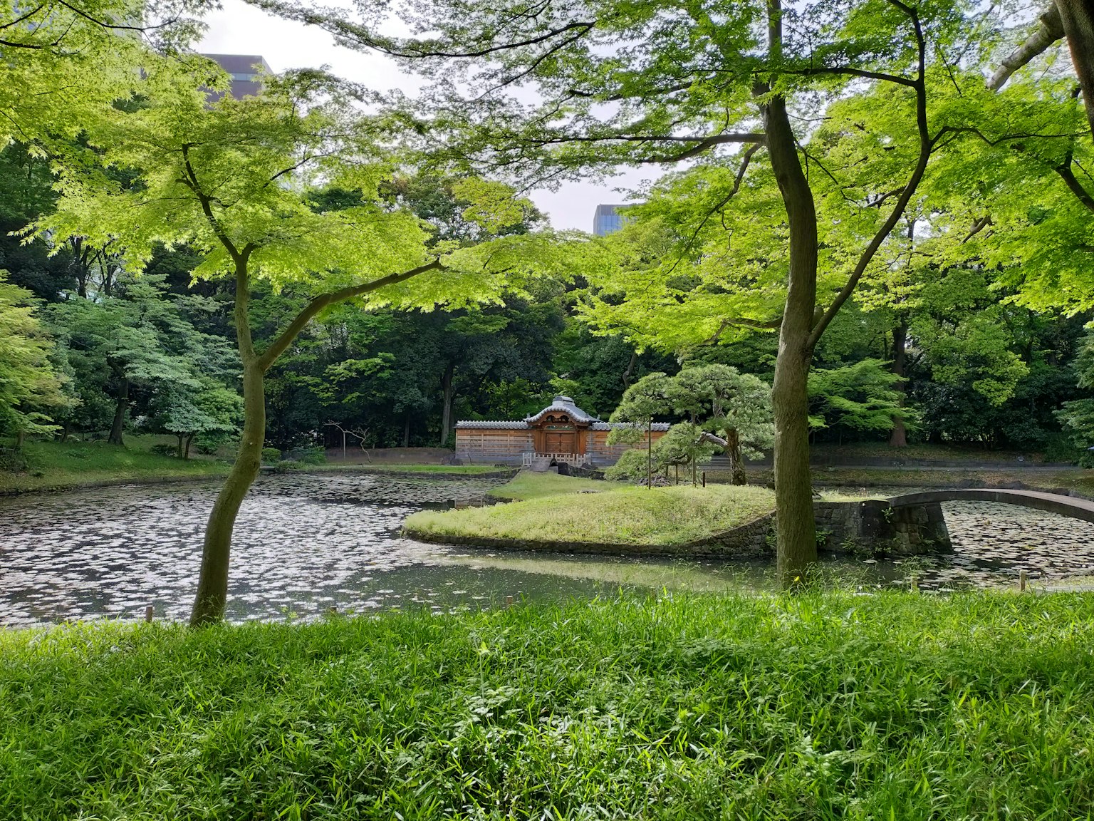 Lush park scene featuring a pond surrounded by trees