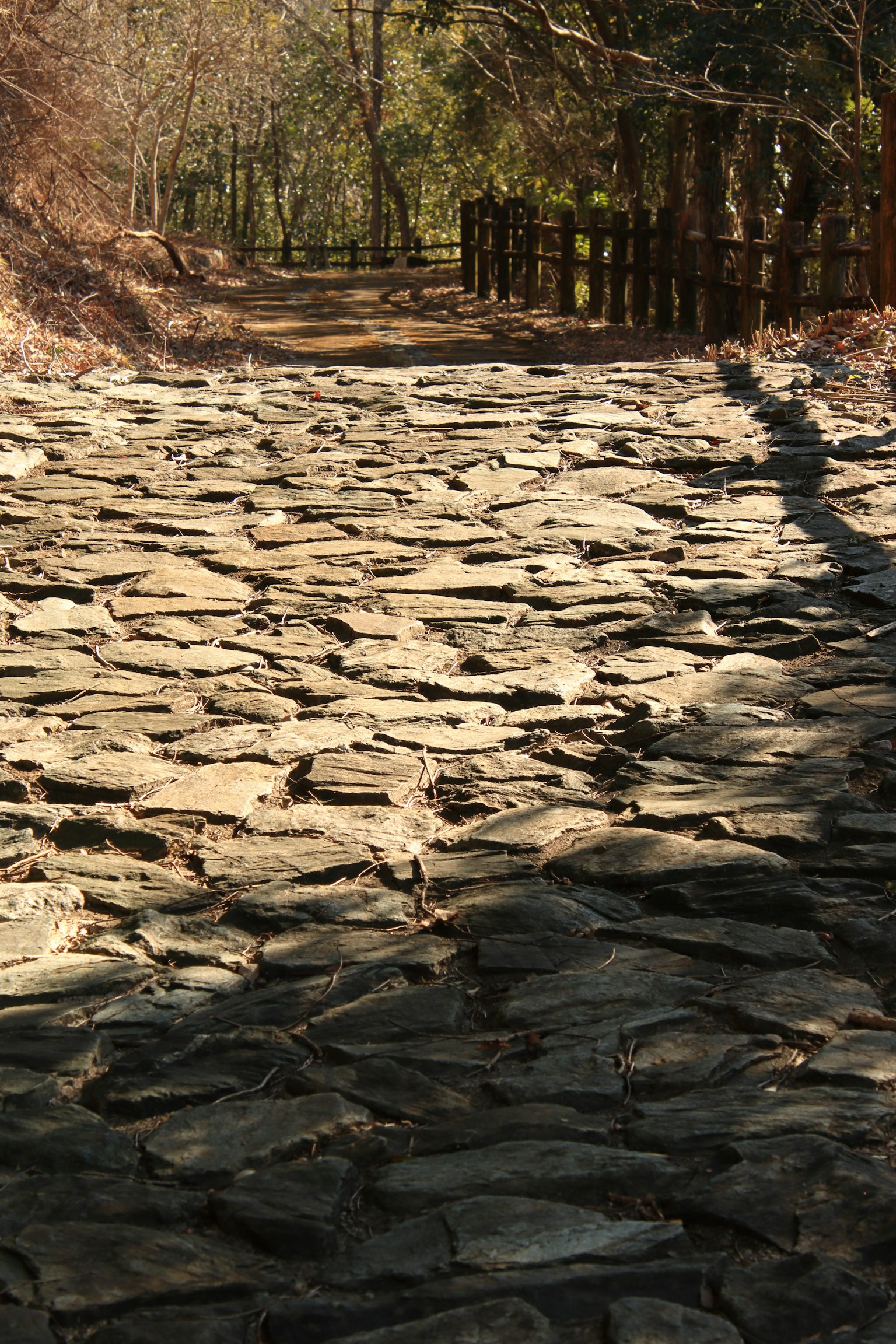 A stone-paved path leading through a forest