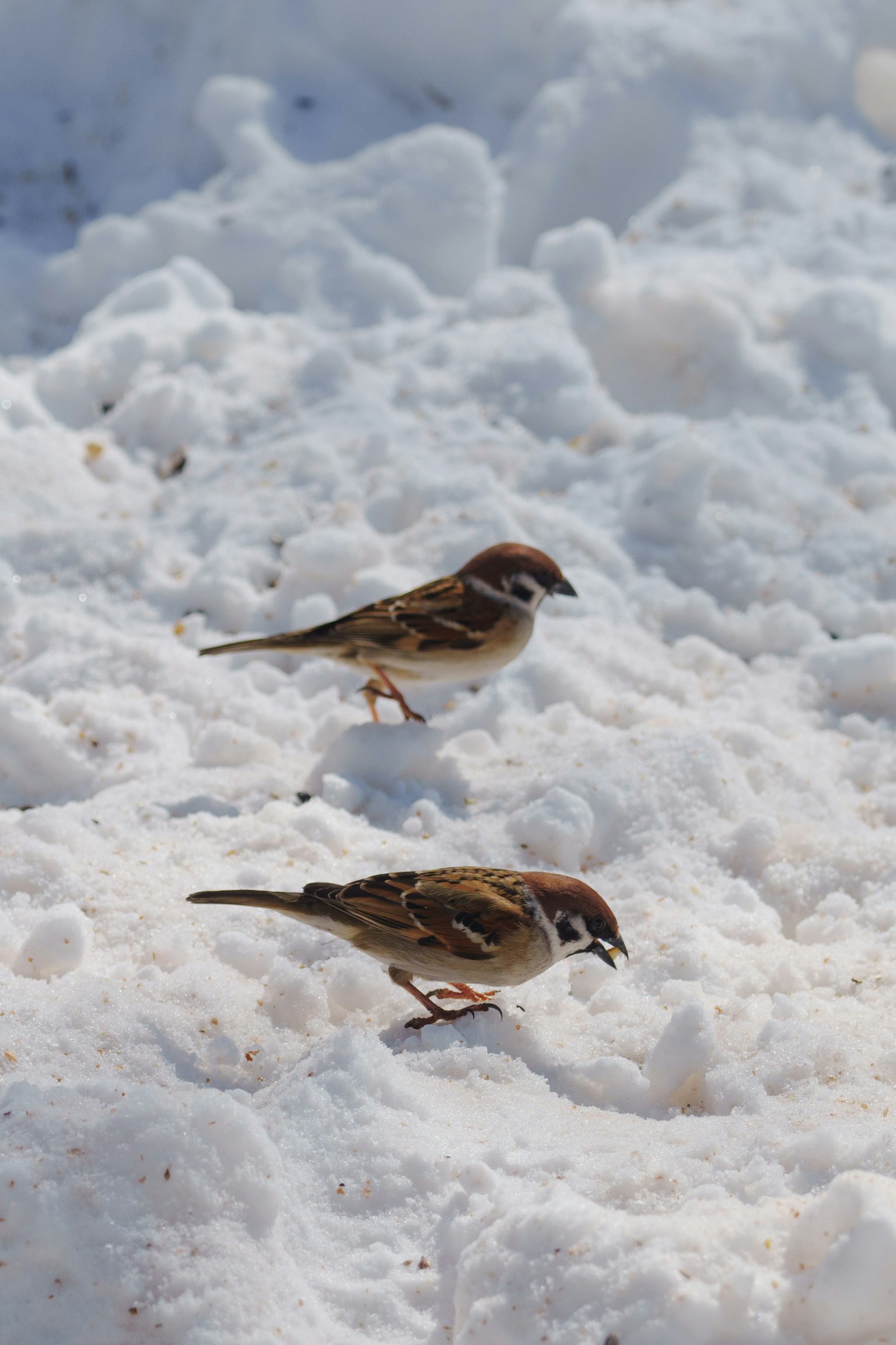 Two sparrows searching for food on the snow