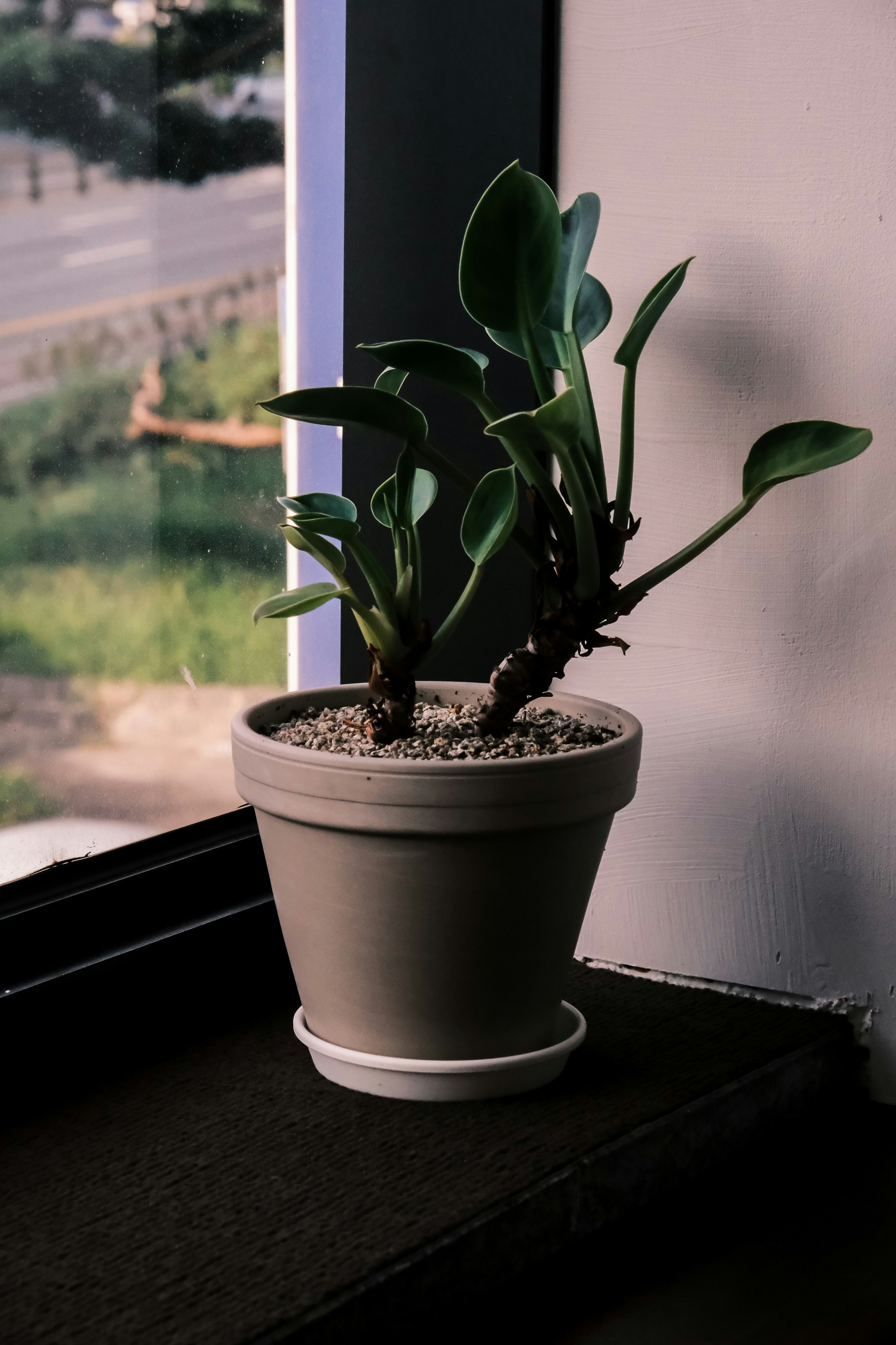 鉢植えの観葉植物が窓辺に置かれた室内風景