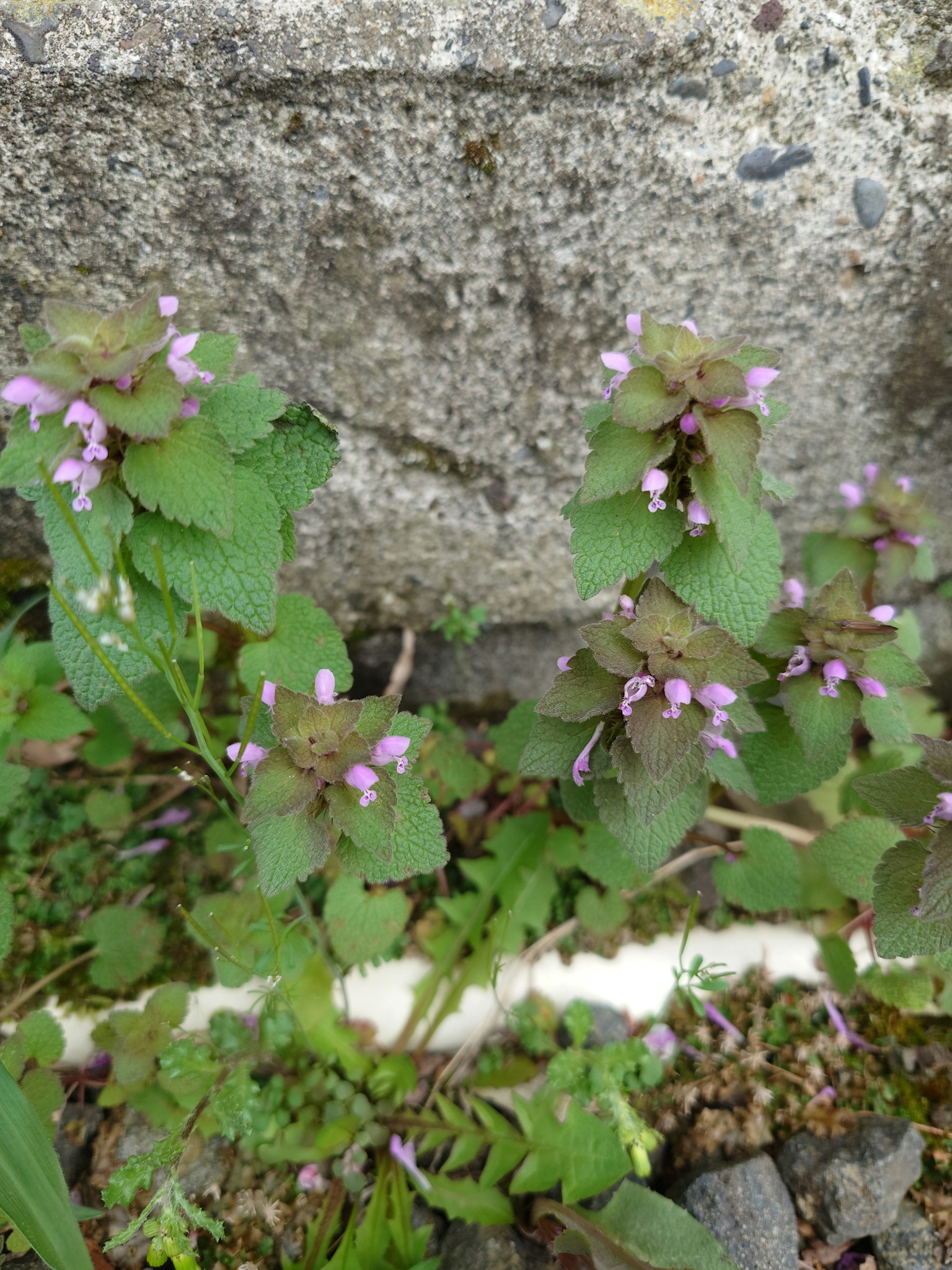 一株绿色叶子和浅紫色花朵的植物生长在混凝土墙附近
