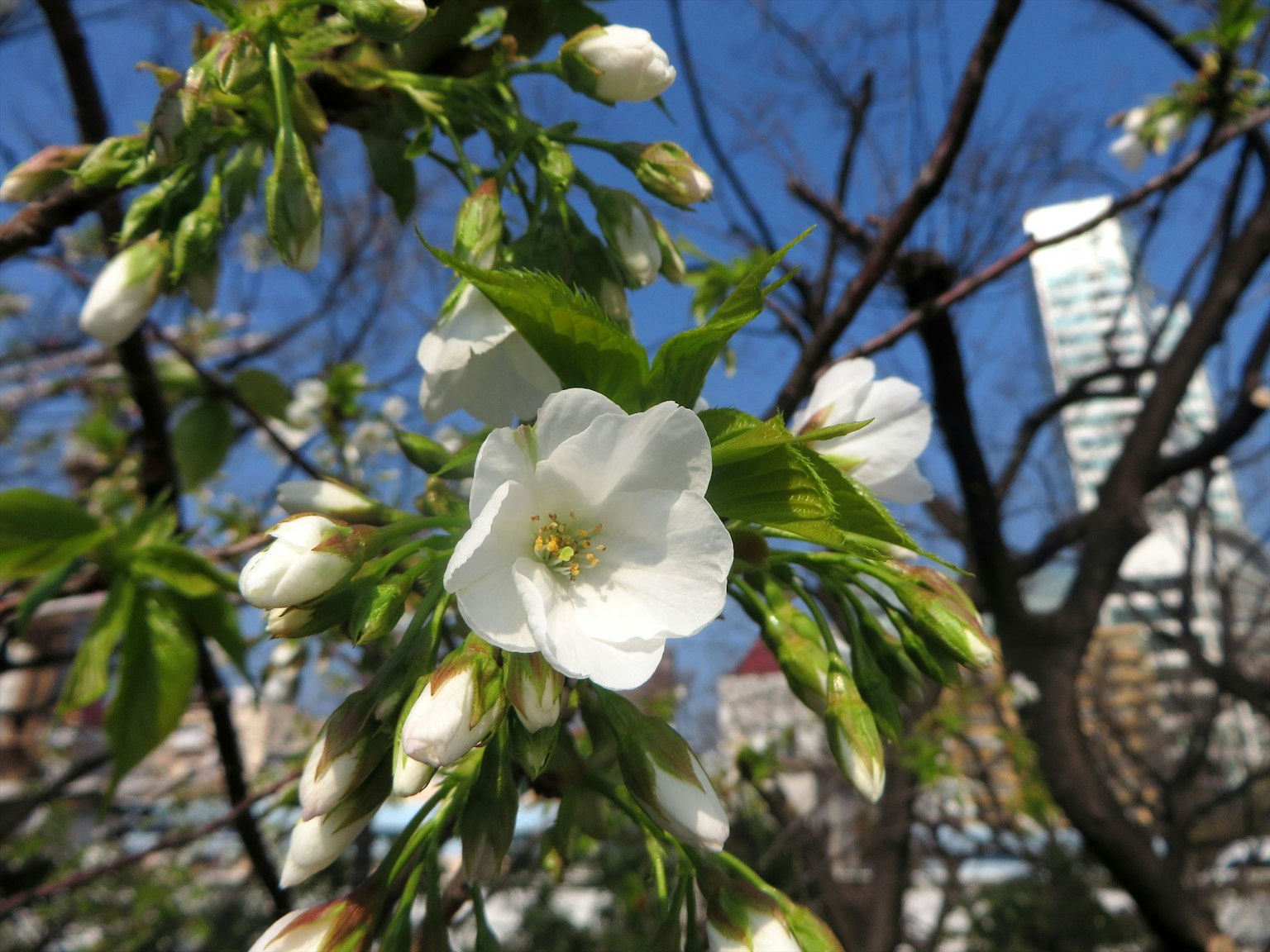 Close-up cabang bunga sakura dengan bunga putih dan daun hijau segar