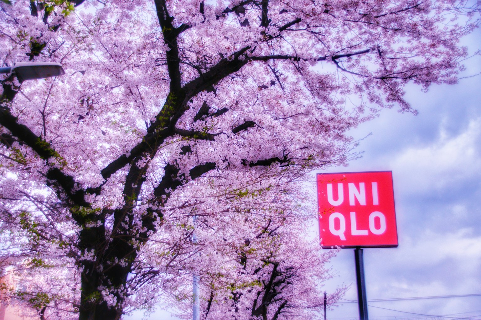 벚꽃 나무와 UNIQLO 간판이 있는 풍경