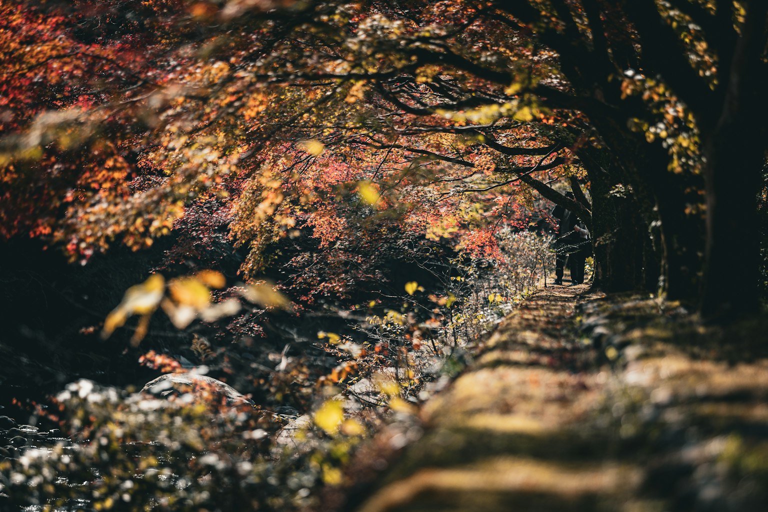 A path lined with vibrant autumn leaves and people walking