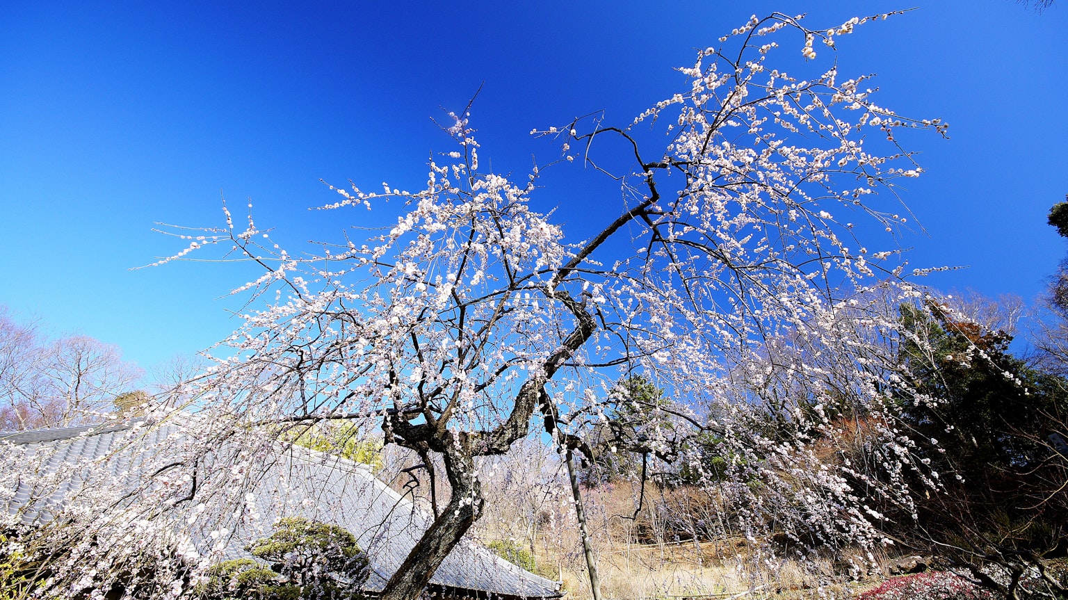 Arbre de prunier pleureur avec des fleurs blanches sous un ciel bleu