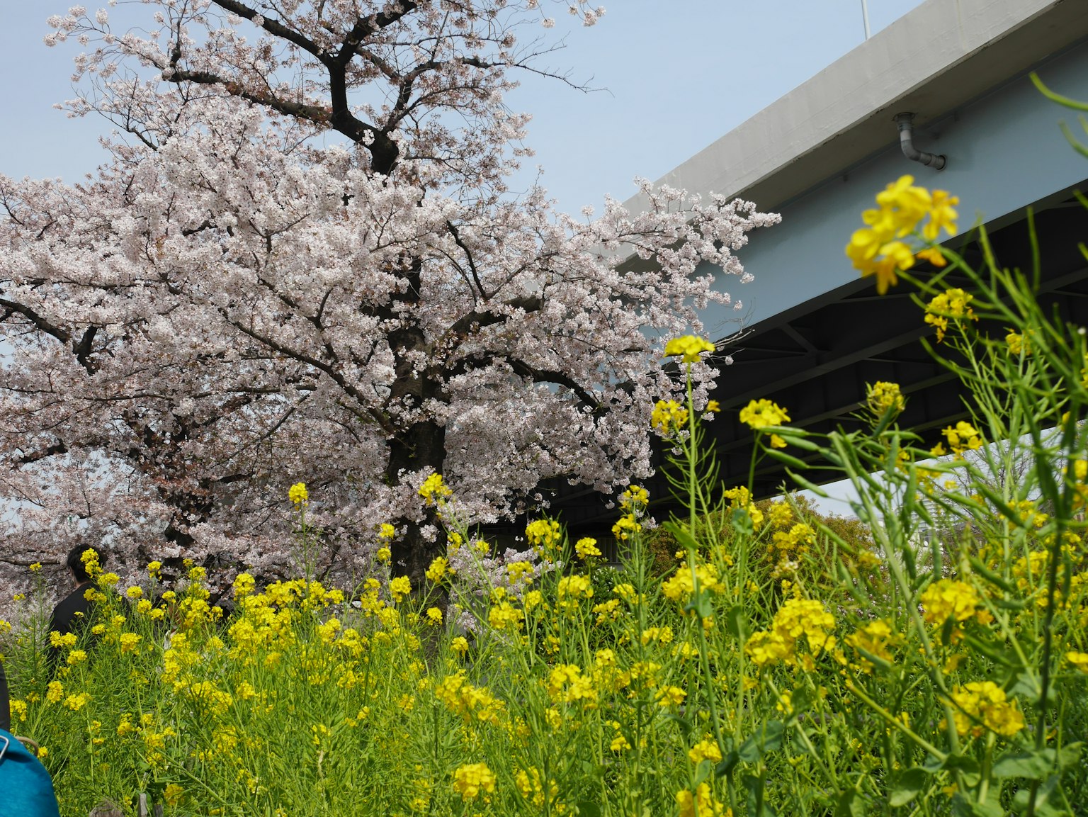 Pohon sakura dengan bunga rapeseed kuning