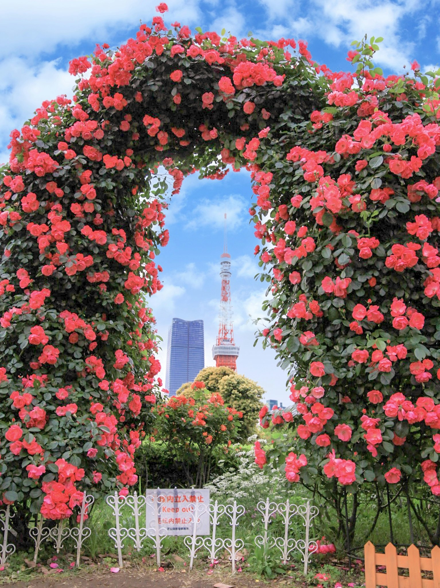 Rose arch with Tokyo Tower under a blue sky