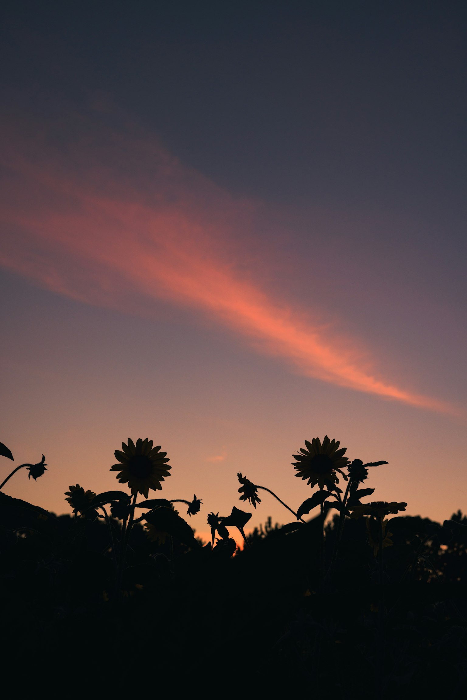 Girasoles en silueta contra un cielo colorido de atardecer
