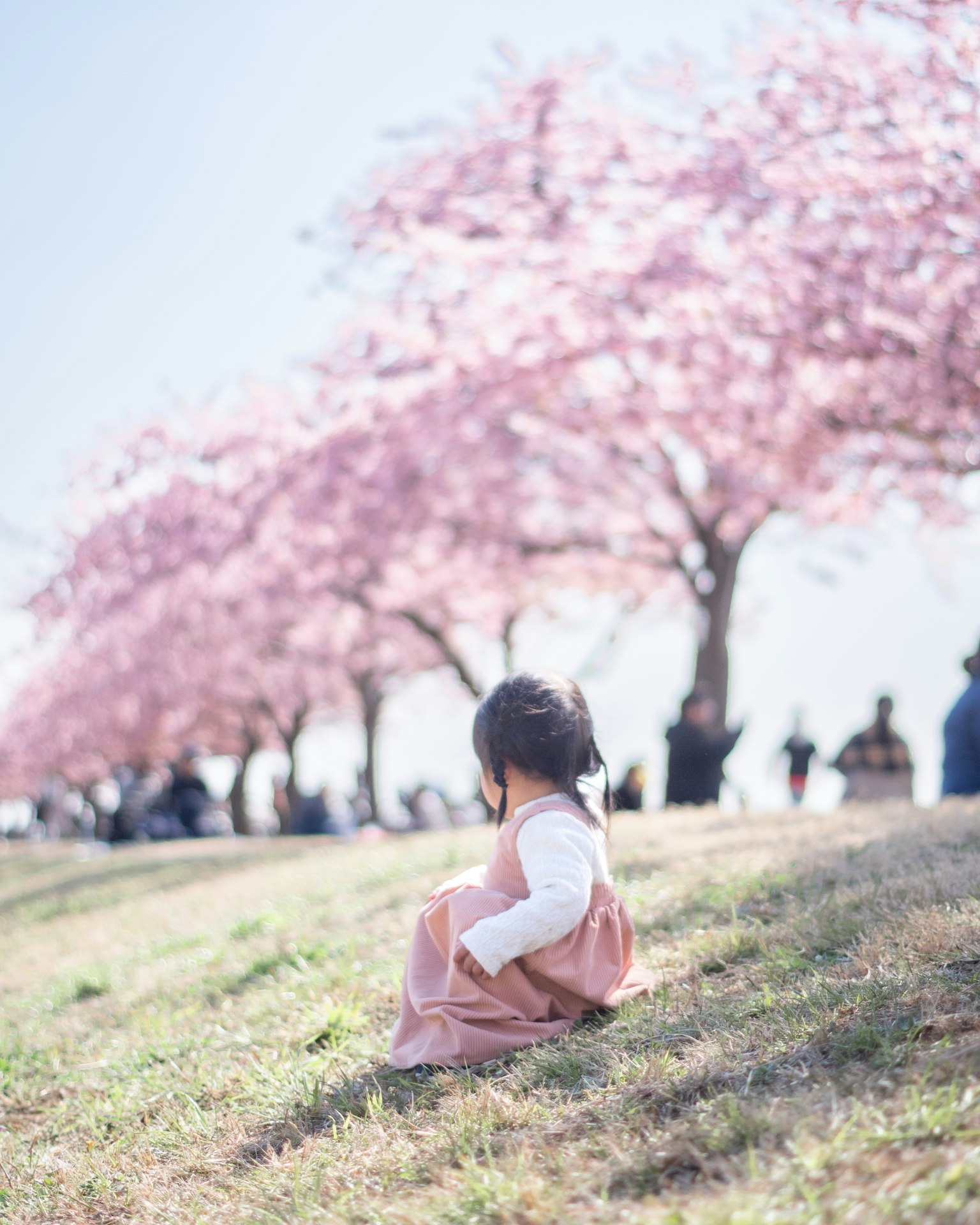 Bambino seduto sotto alberi di ciliegio in fiore