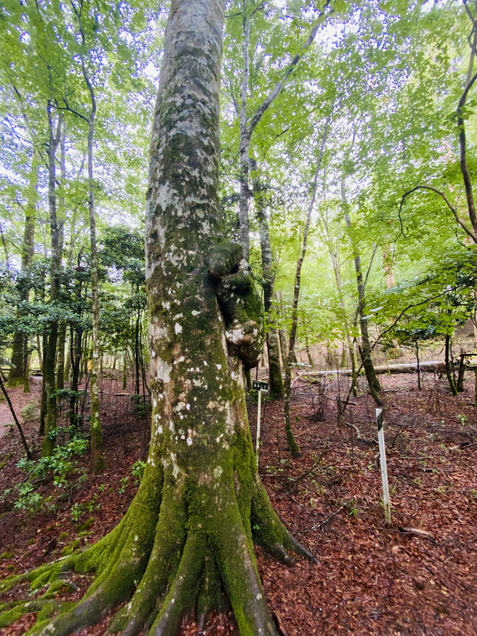 A large tree trunk with prominent roots surrounded by lush green forest