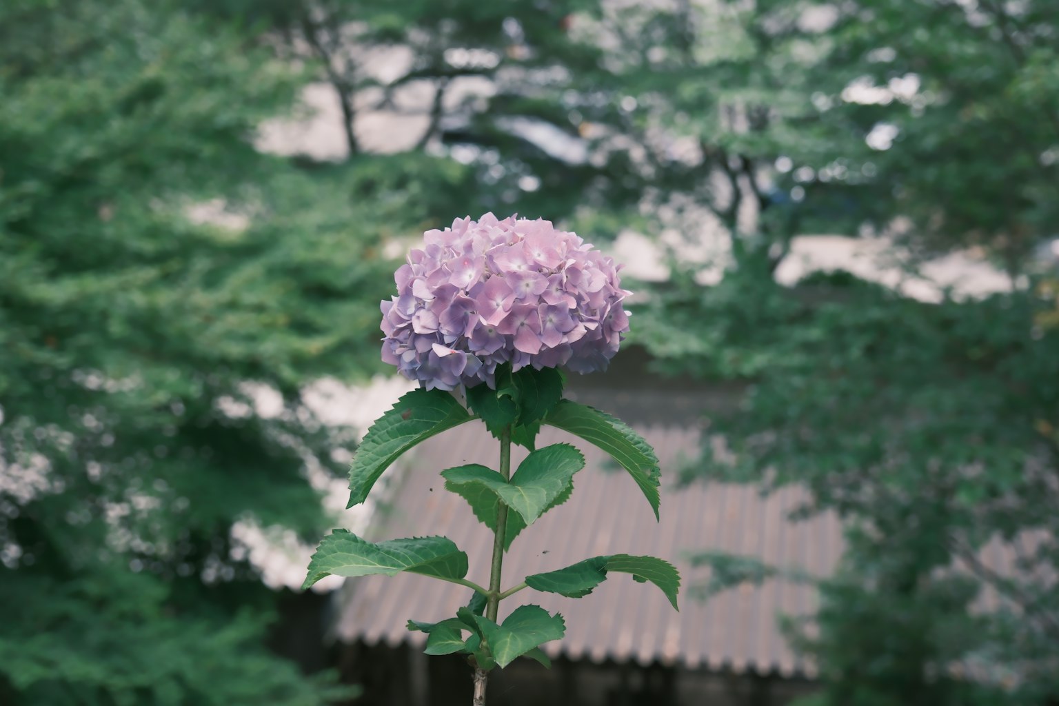 연한 보라색 수국 꽃이 녹색 배경에 돋보인다