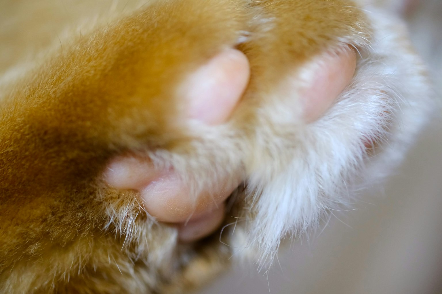 Gros plan sur la patte d'un chat montrant des poils doux et des coussinets roses