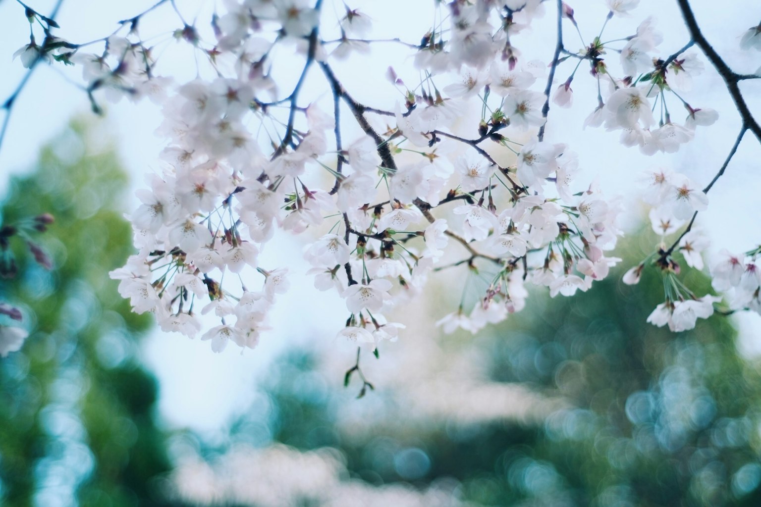 Close-up of cherry blossom branches with soft pink flowers against a blurred background