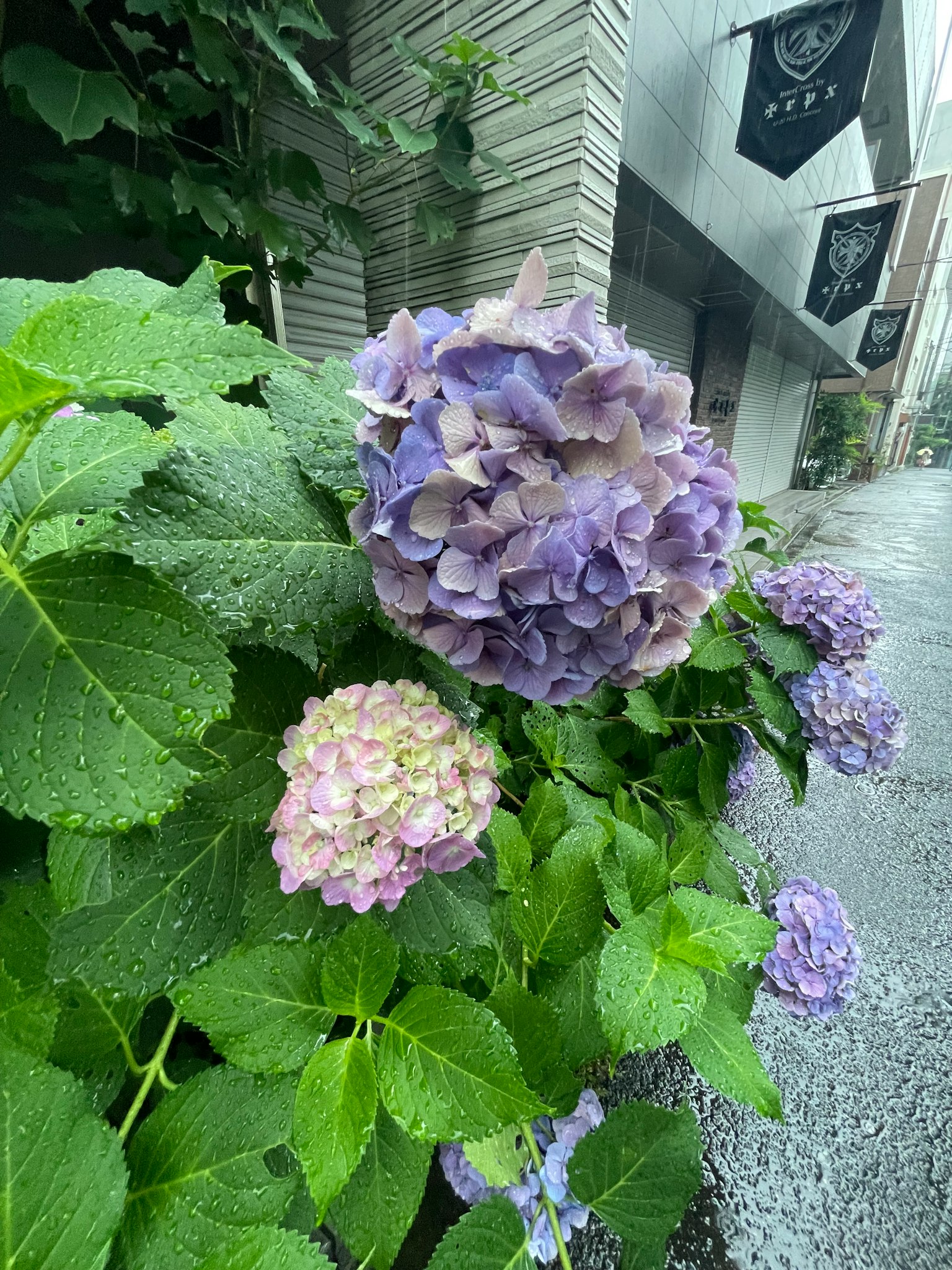 보라색과 녹색의 수국꽃이 거리 모퉁이에 피어있다