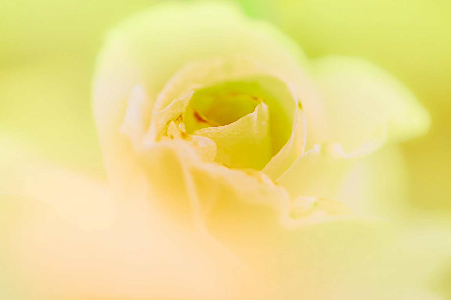 Image en gros plan d'une douce rose jaune