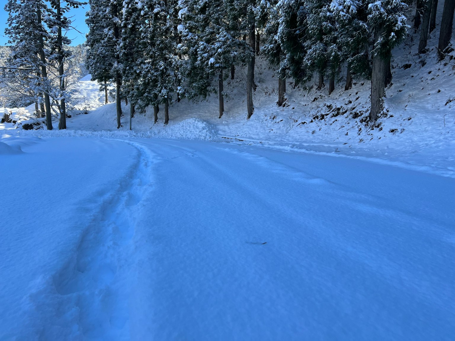 Von hohen Bäumen gesäumte schneebedeckte Straße