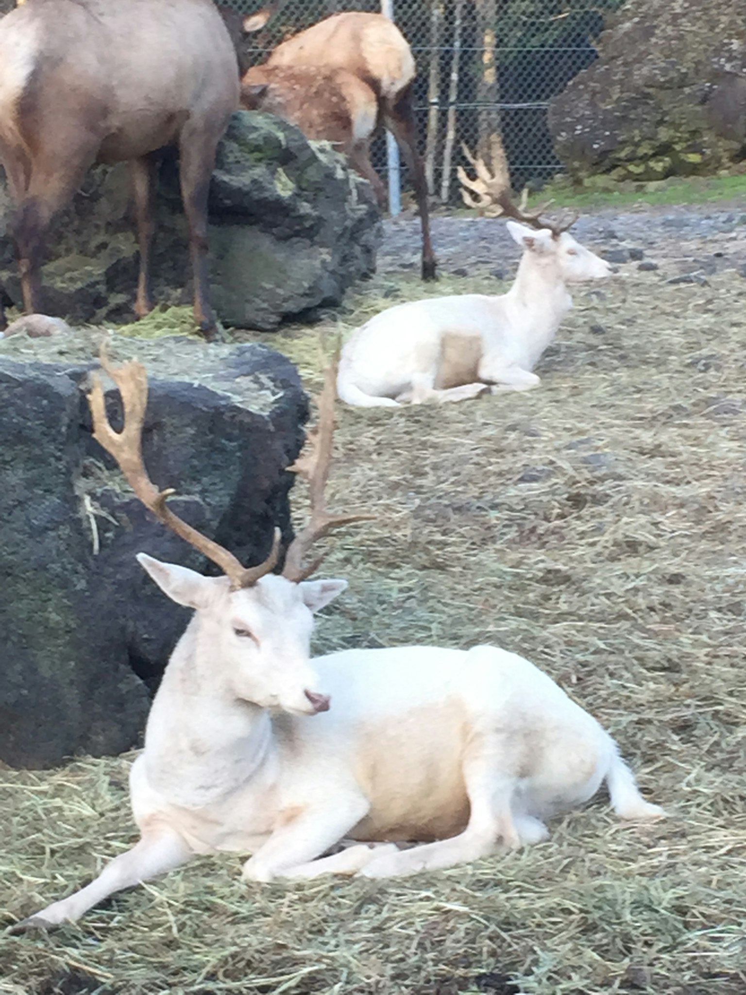 Cervo bianco che riposa vicino a rocce in un ambiente tranquillo