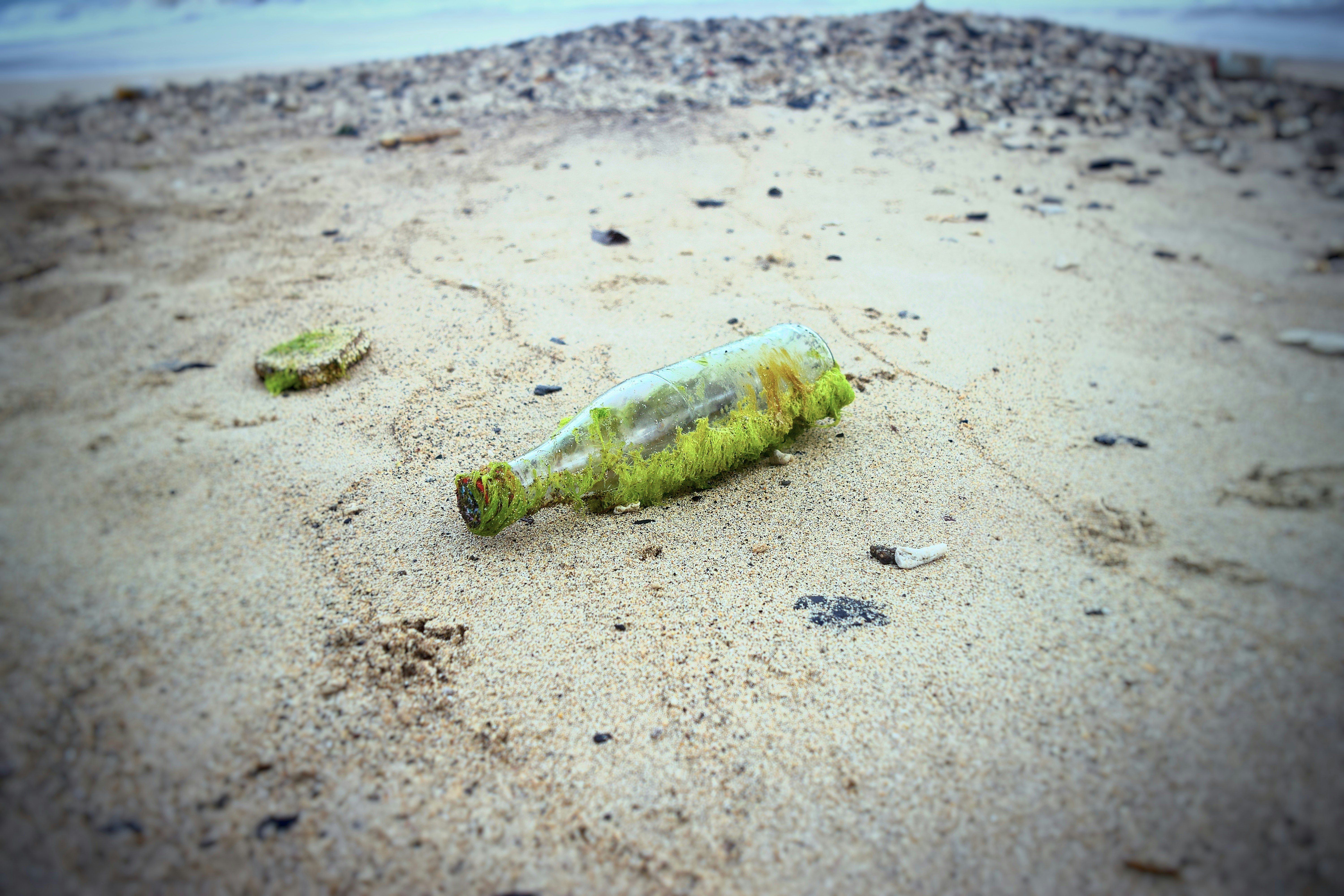 砂浜に打ち上げられた海藻の切れ端