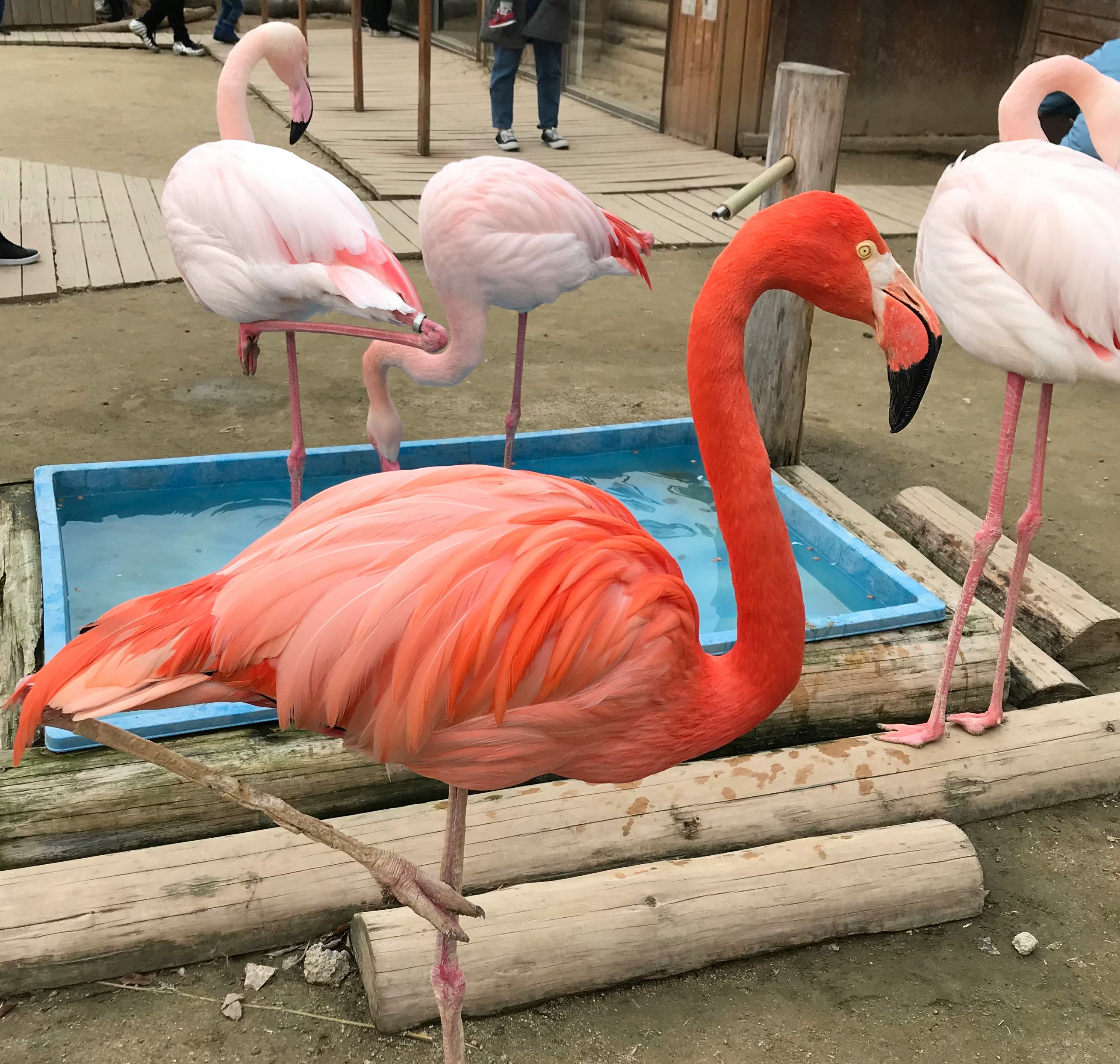 色鮮やかなフラミンゴが水槽の中で休む動物園の風景