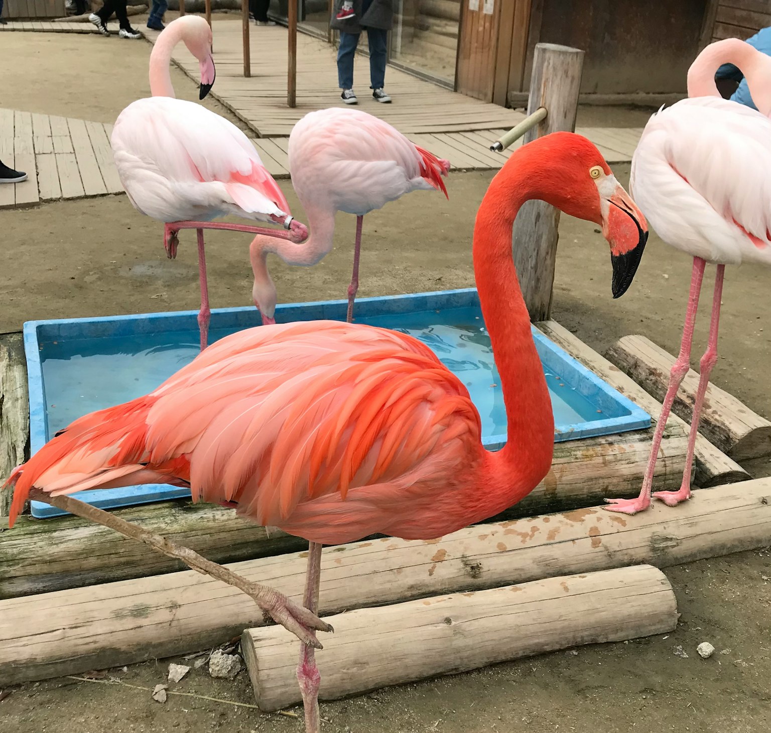 A vibrant pink flamingo standing near a water basin with other flamingos
