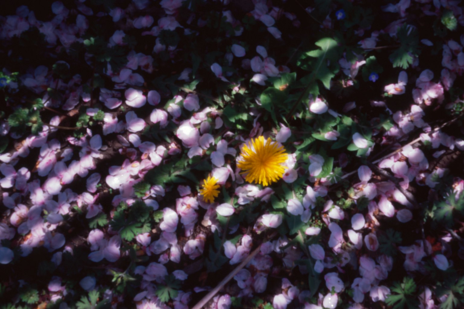 Dandelion kuning dikelilingi kelopak bunga sakura