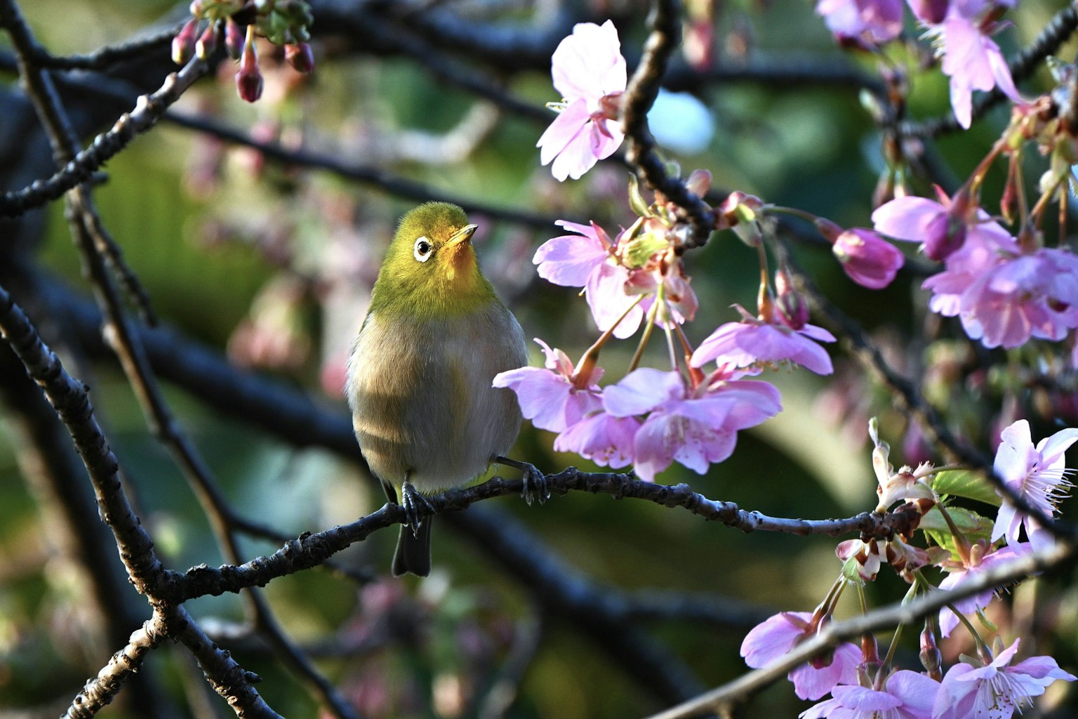 Kleiner grüner Vogel in der Nähe von Kirschblüten