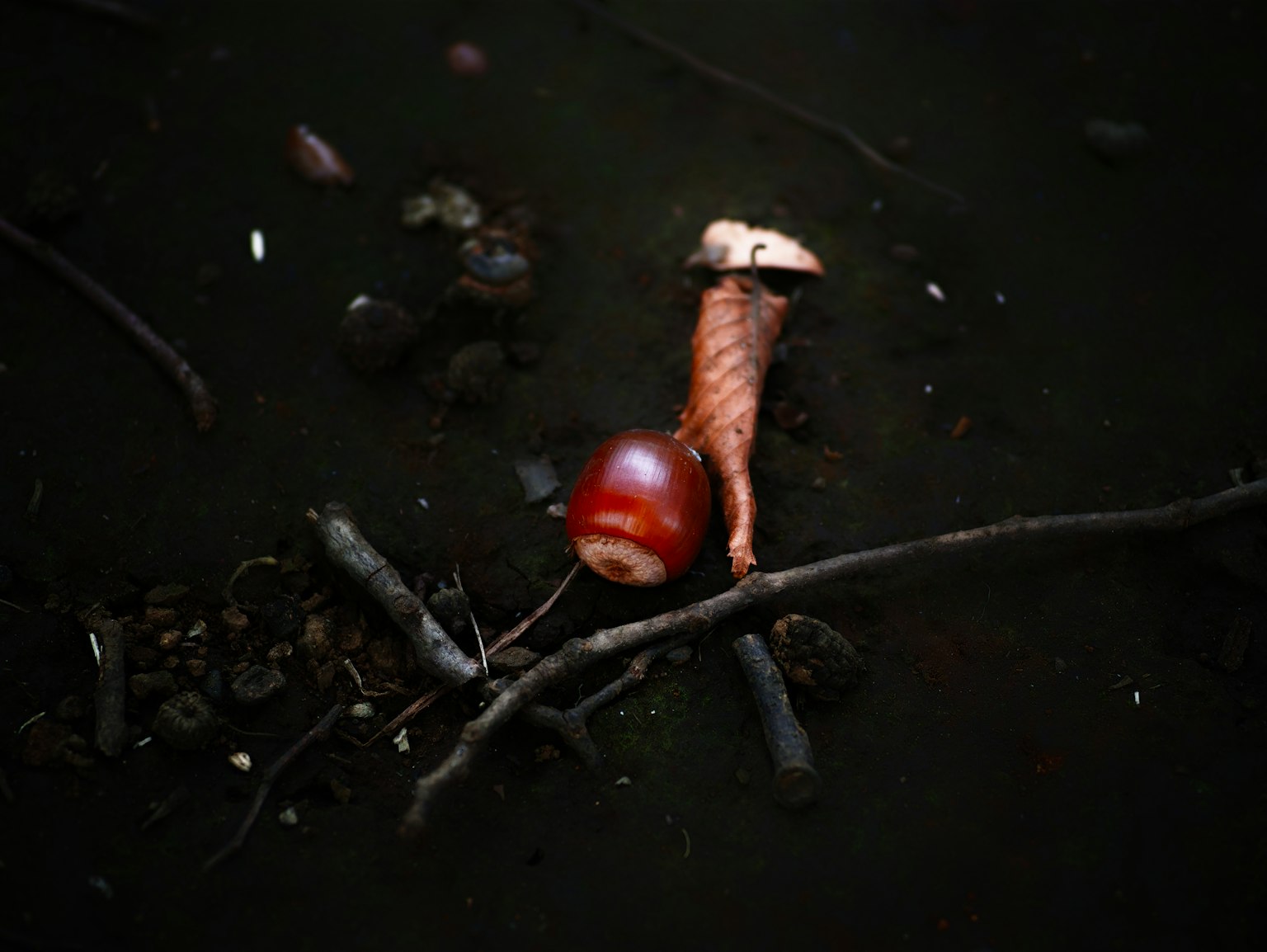 어두운 배경에 빨간 도토리와 가지