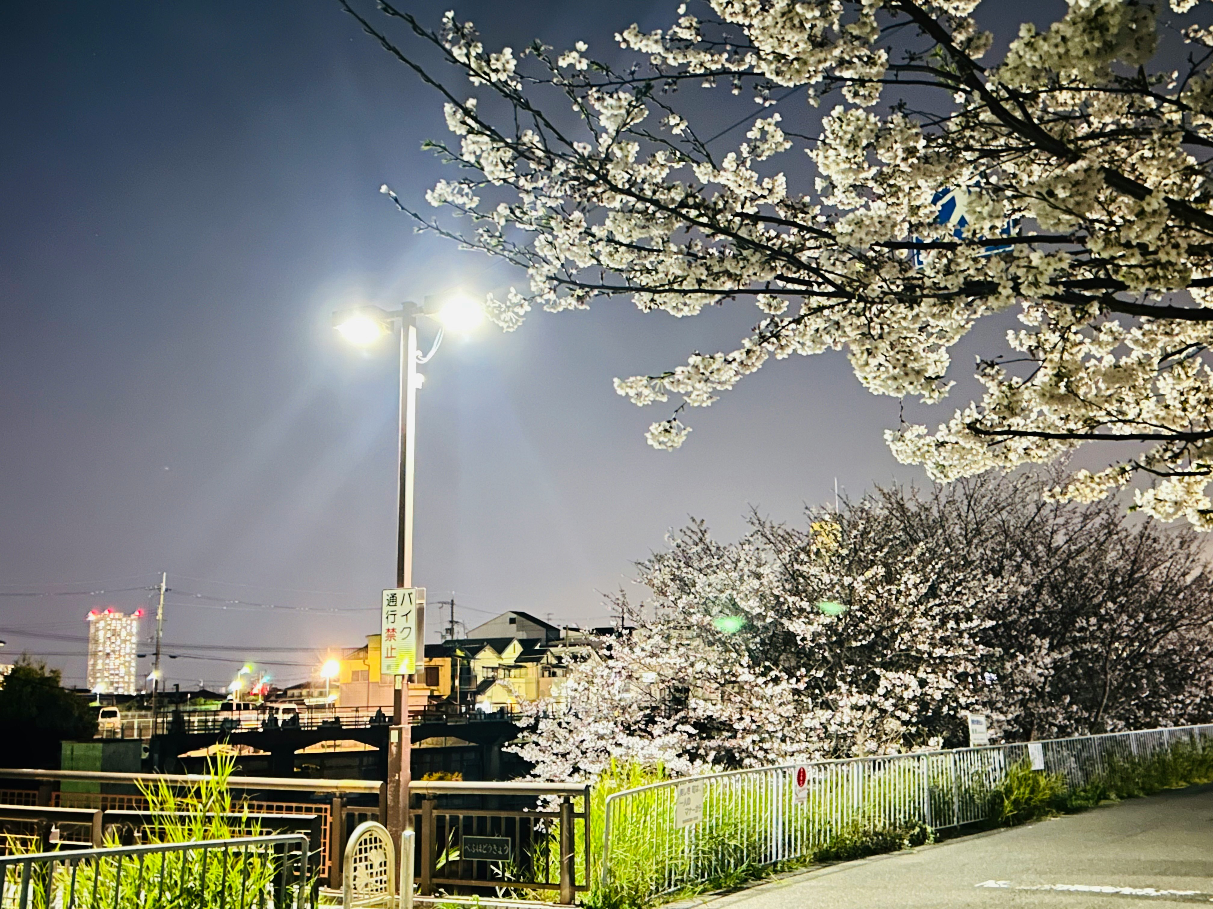 cherry blossom trees along a street under the night sky
