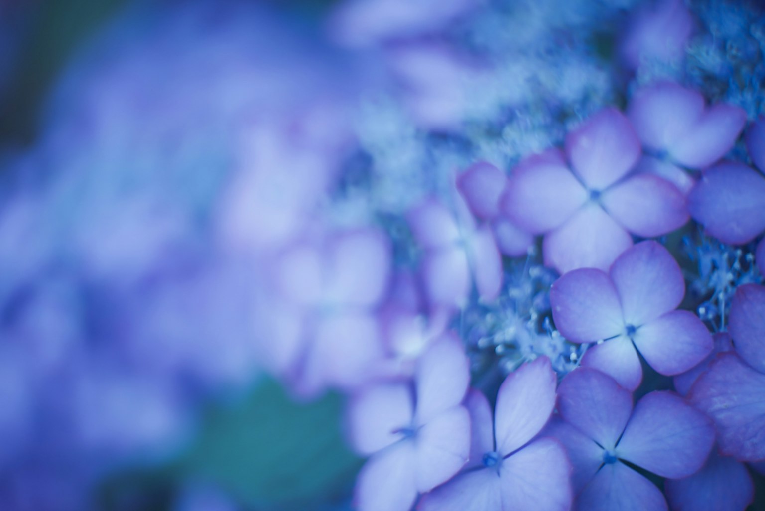 Beautiful scene of overlapping pale purple petals