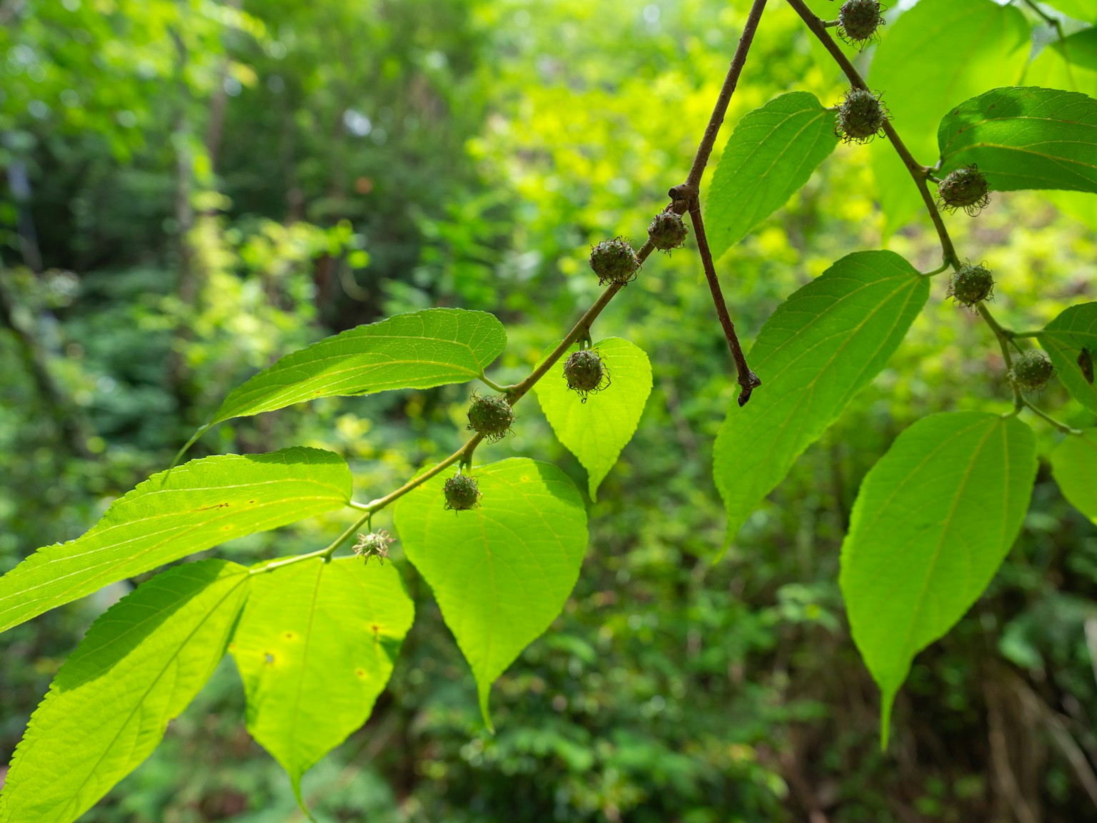 特寫綠色葉子和小果實的樹枝