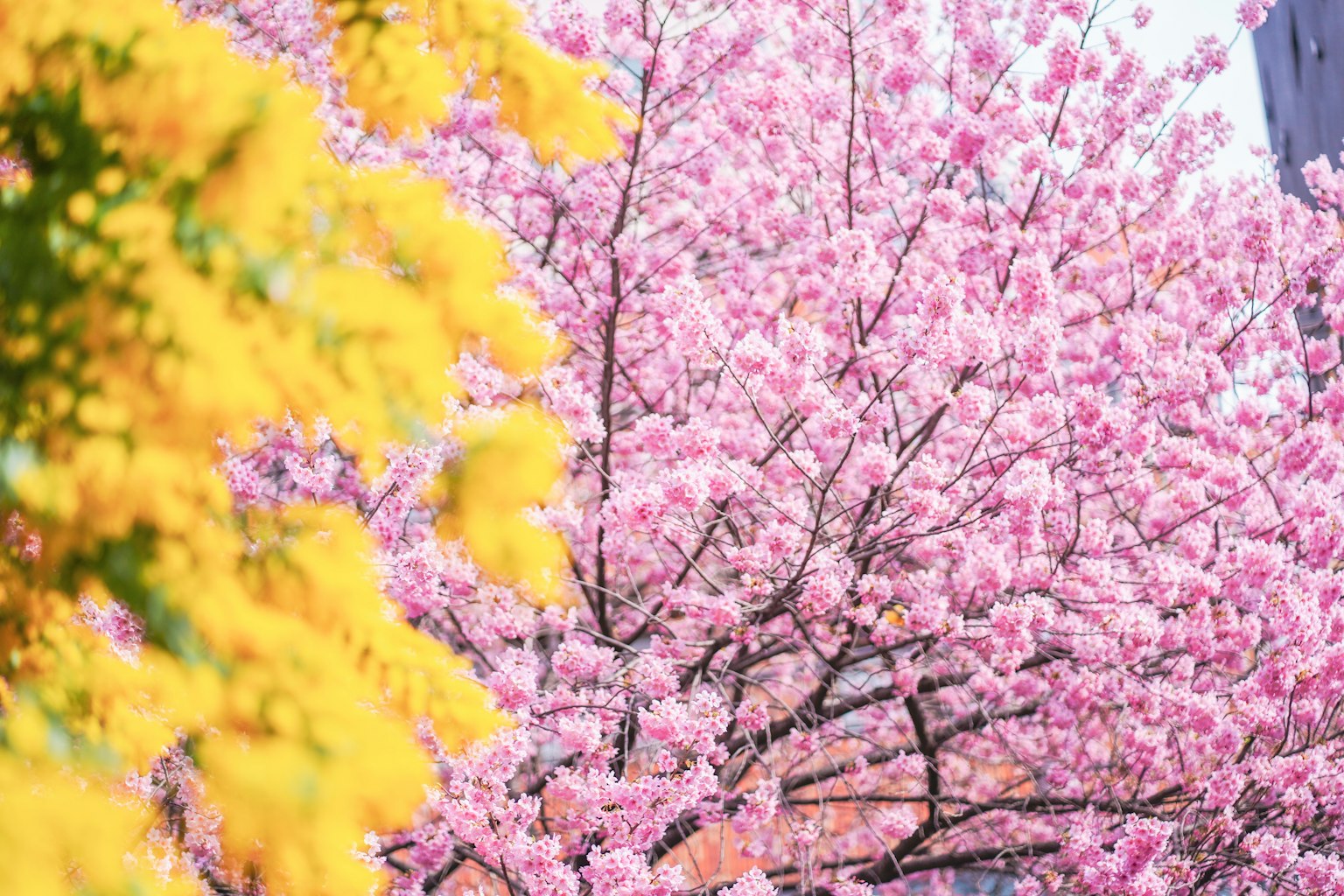 Eine Landschaft mit rosa blühenden Kirschbäumen und gelben Mimosenblüten