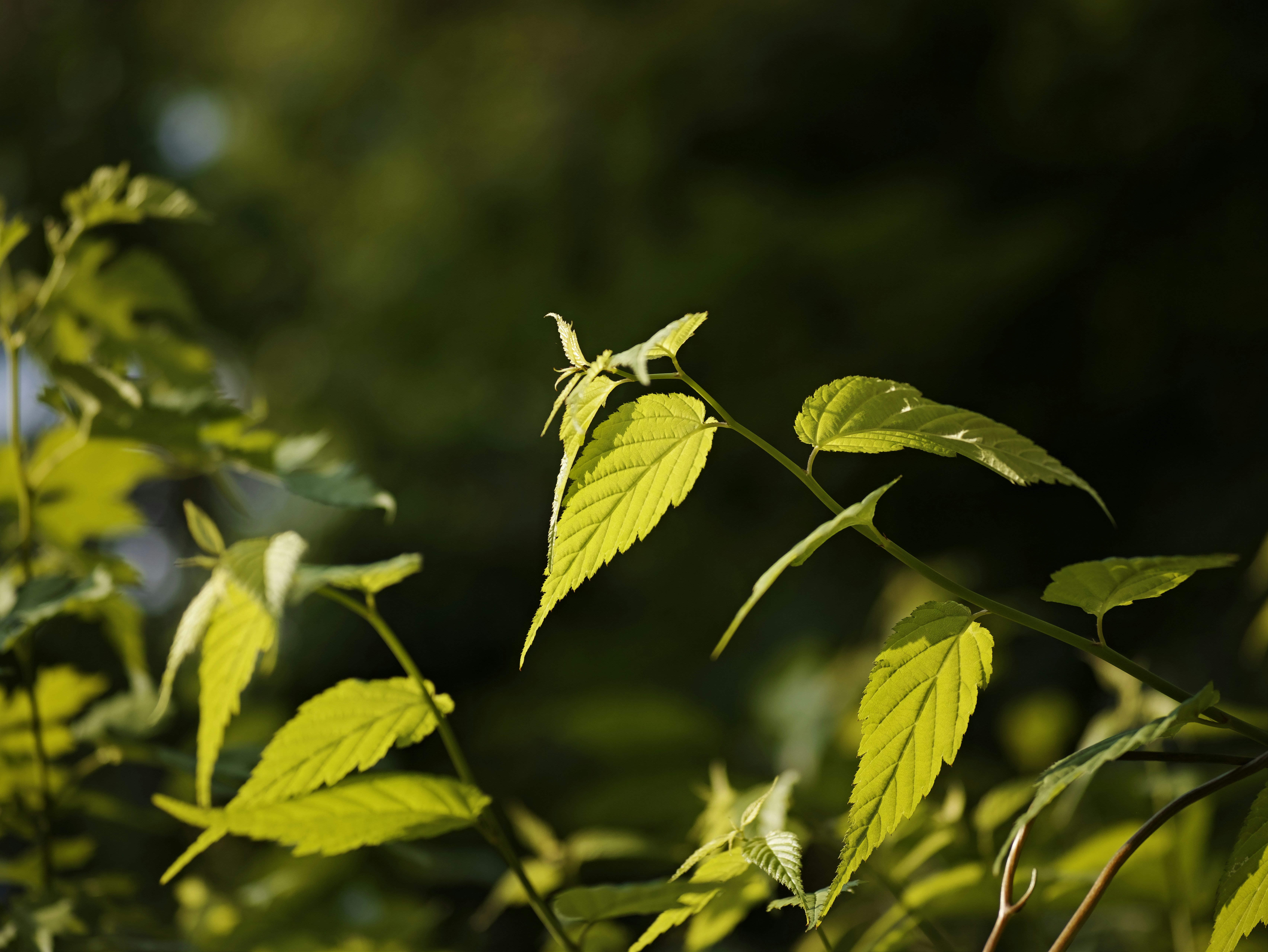 緑の葉に差し込む自然光の植物のクローズアップ