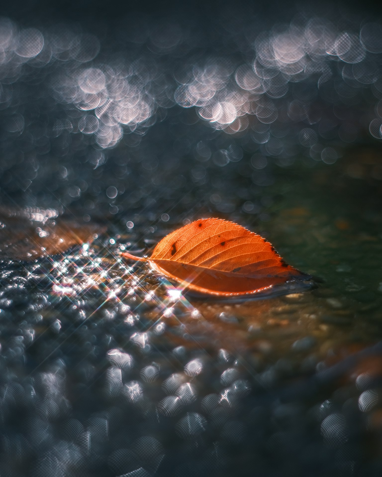 Una foglia arancione che galleggia sull'acqua con riflessi scintillanti