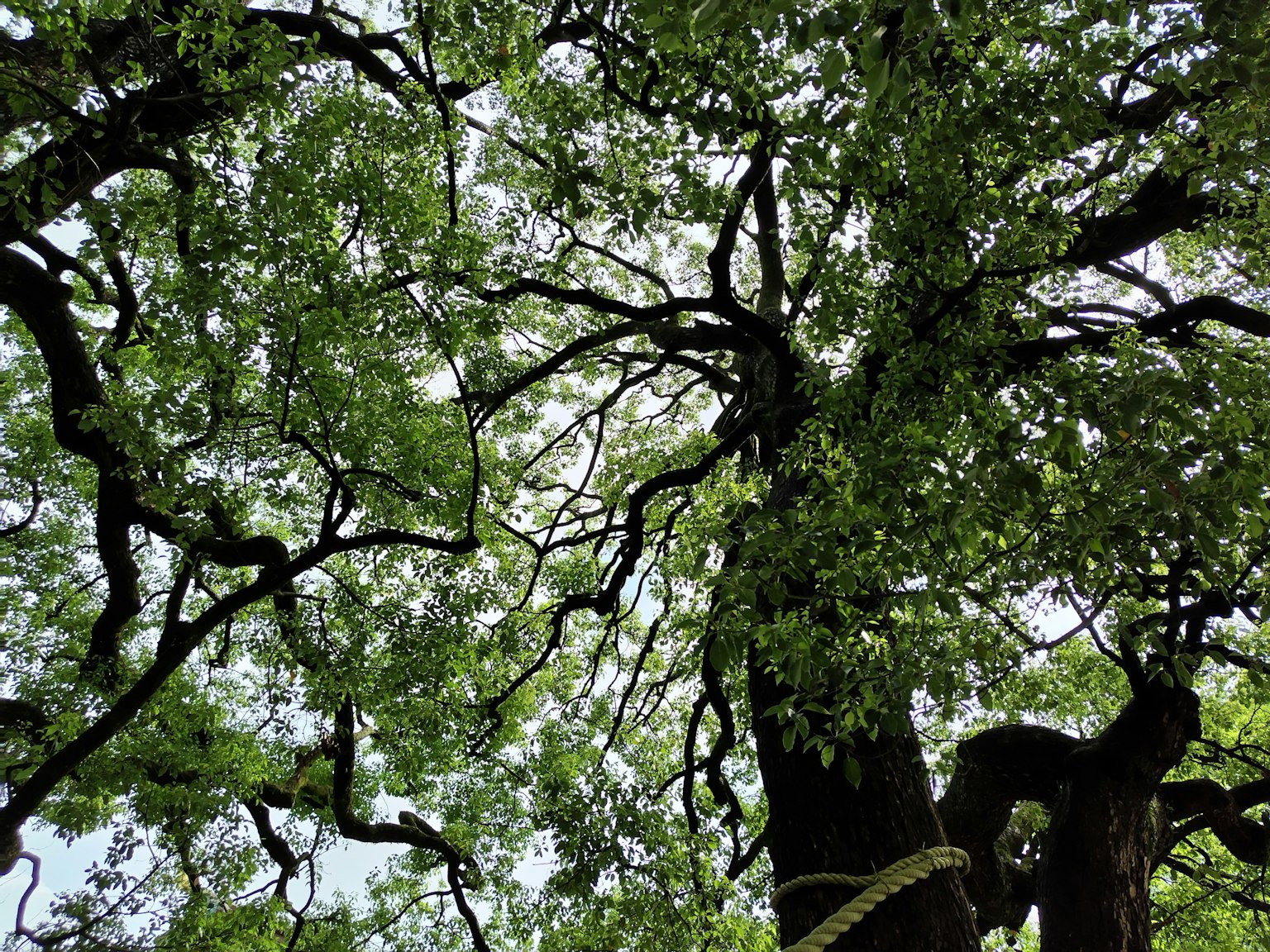 Blick von unten auf einen großen Baum mit dicken Ästen und üppigem grünem Laub