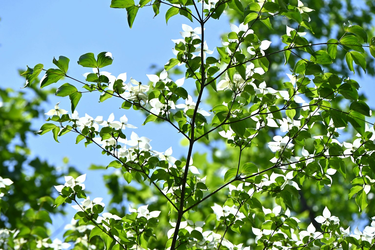 Ramas con flores blancas y hojas verdes bajo un cielo azul